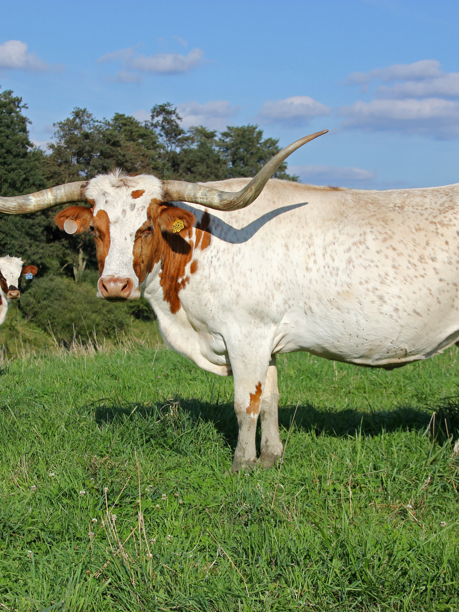 Longhorn cow wizzard struck, Cattle wallpaper, Longhorn wallpaper, Background, 1540x2050 HD Phone