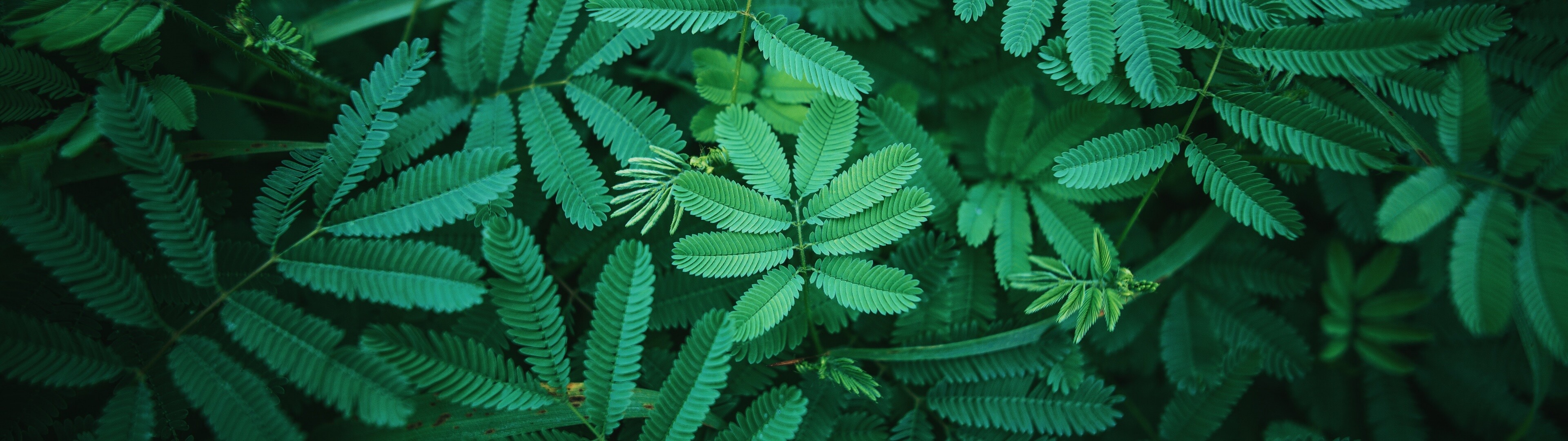 Green spring leaves, Nature's renewal, Serene landscapes, Vibrant colors, 3840x1080 Dual Screen Desktop