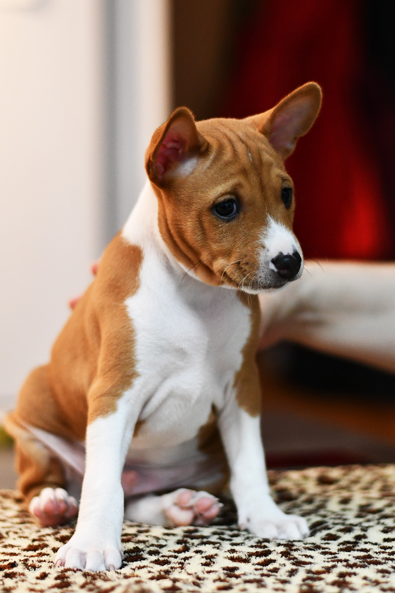 Basenji Dog, Wakanda legend, Litter A descendants, Iconic heritage, 1340x2000 HD Phone