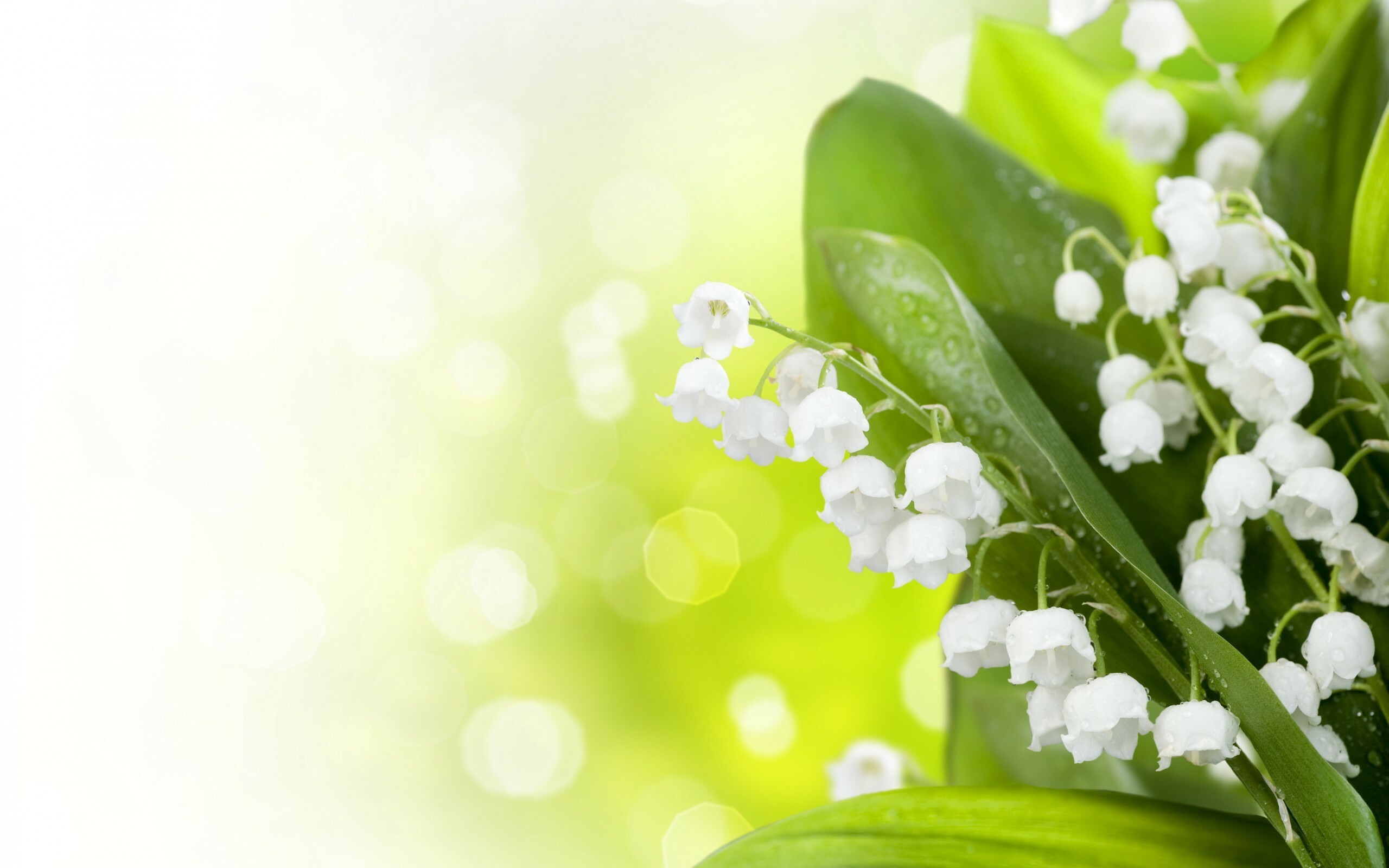 Mobile wallpaper beauty, Nature's delicate charm, Lily of the valley, Botanical enchantment, 2560x1600 HD Desktop