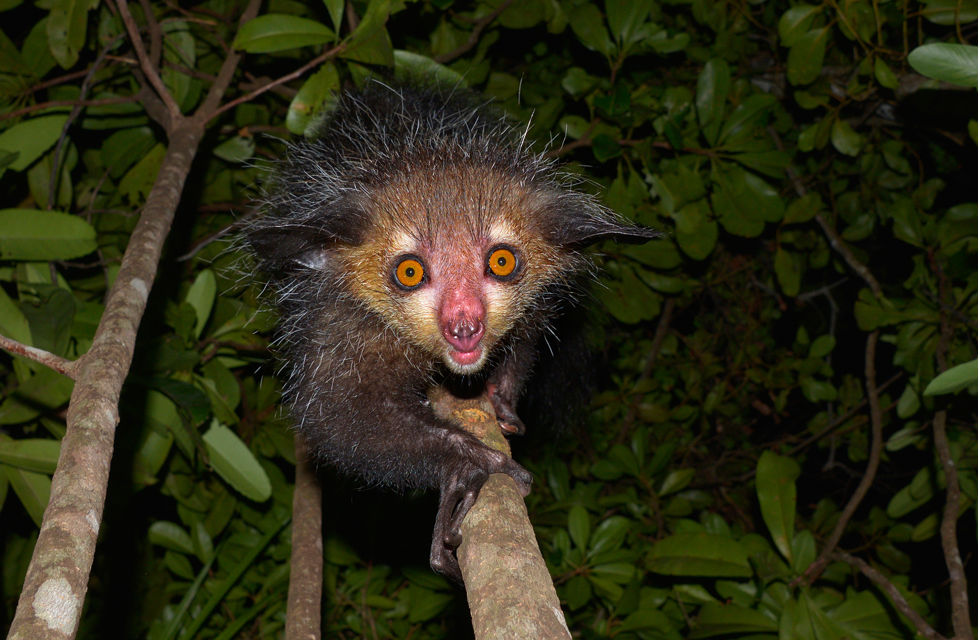 Tanalahorizon's Aye Aye, Adventurous Madagascar trip, Nature photography, Memorable experience, 2000x1310 HD Desktop