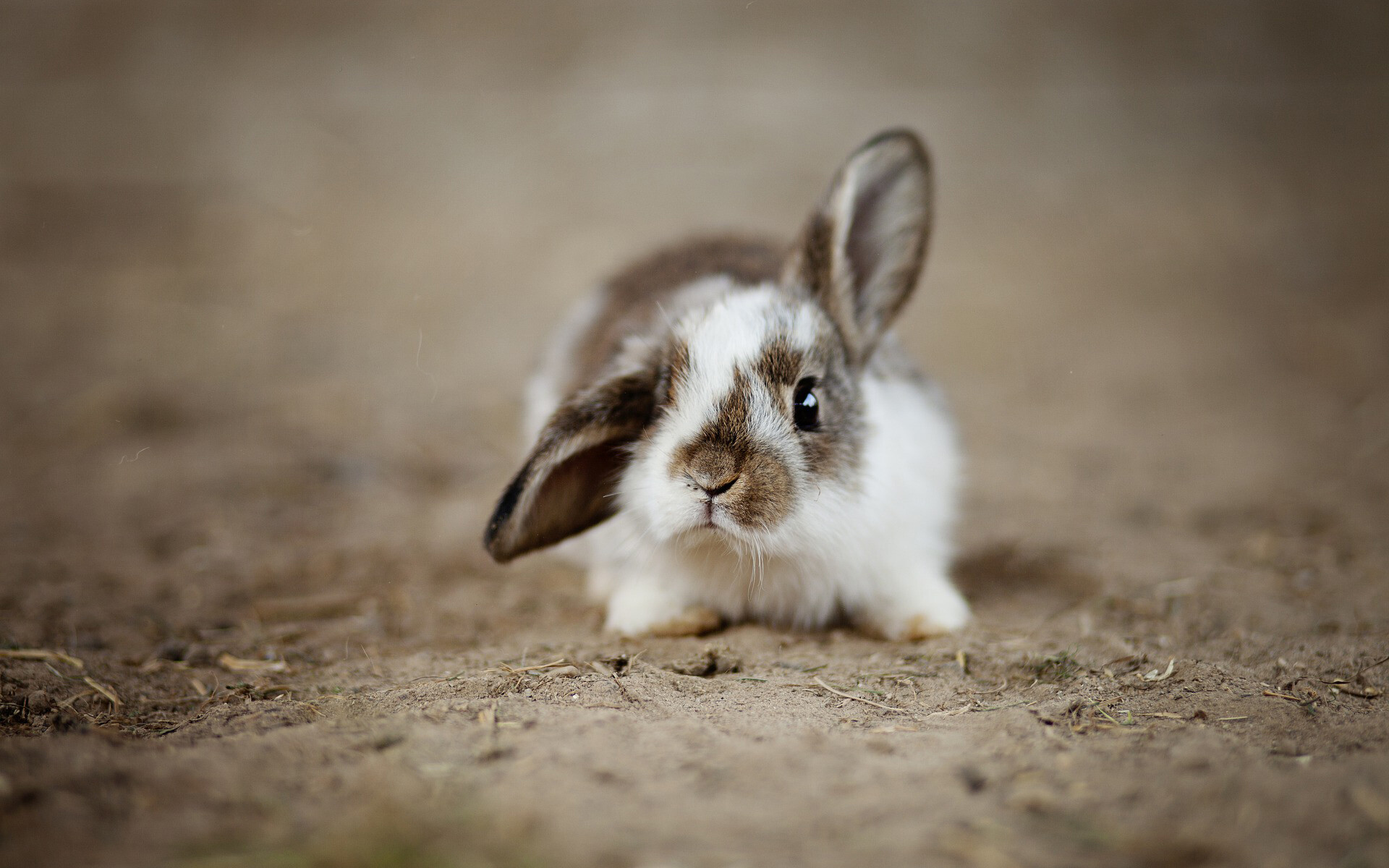 HD rabbit portrait, High-resolution fluff, Bunny beauty, Nature's pride, 1920x1200 HD Desktop