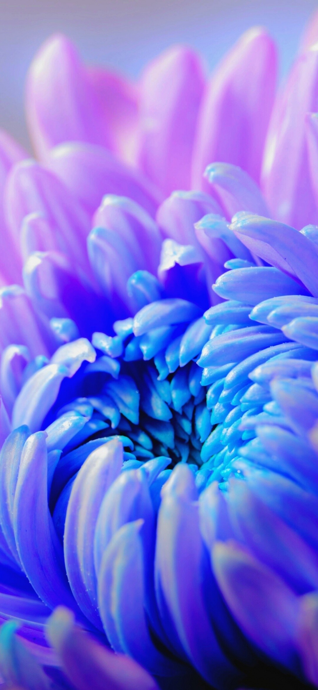 Purple flower wallpaper, Chrysanthemum close-up, Macro bloom, Delicate flower details, 1080x2340 HD Phone