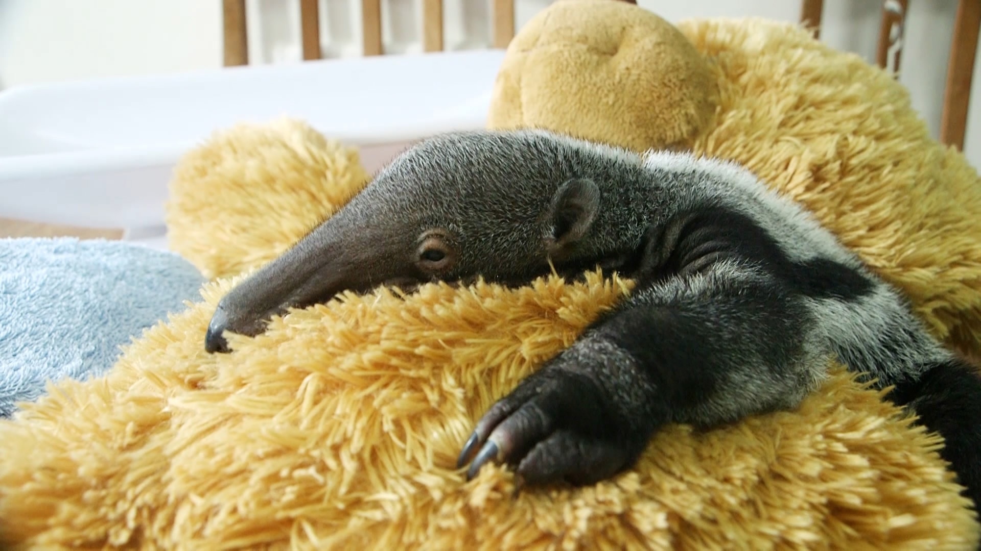 Giant teddy bear, Rejected baby anteater, Loving new mom, CGTN, 1920x1080 Full HD Desktop