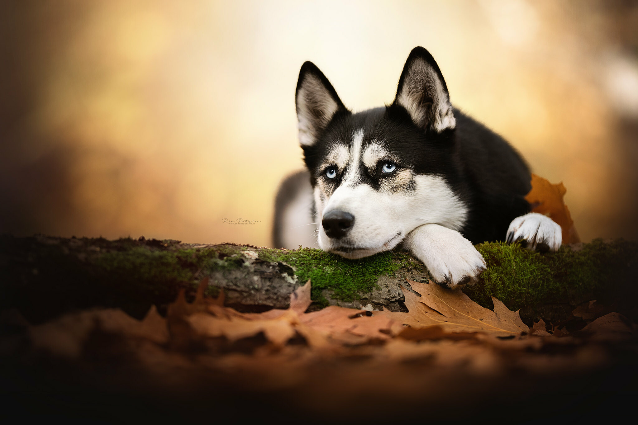 Autumn leaves, Siberian Huskies Wallpaper, 2050x1370 HD Desktop