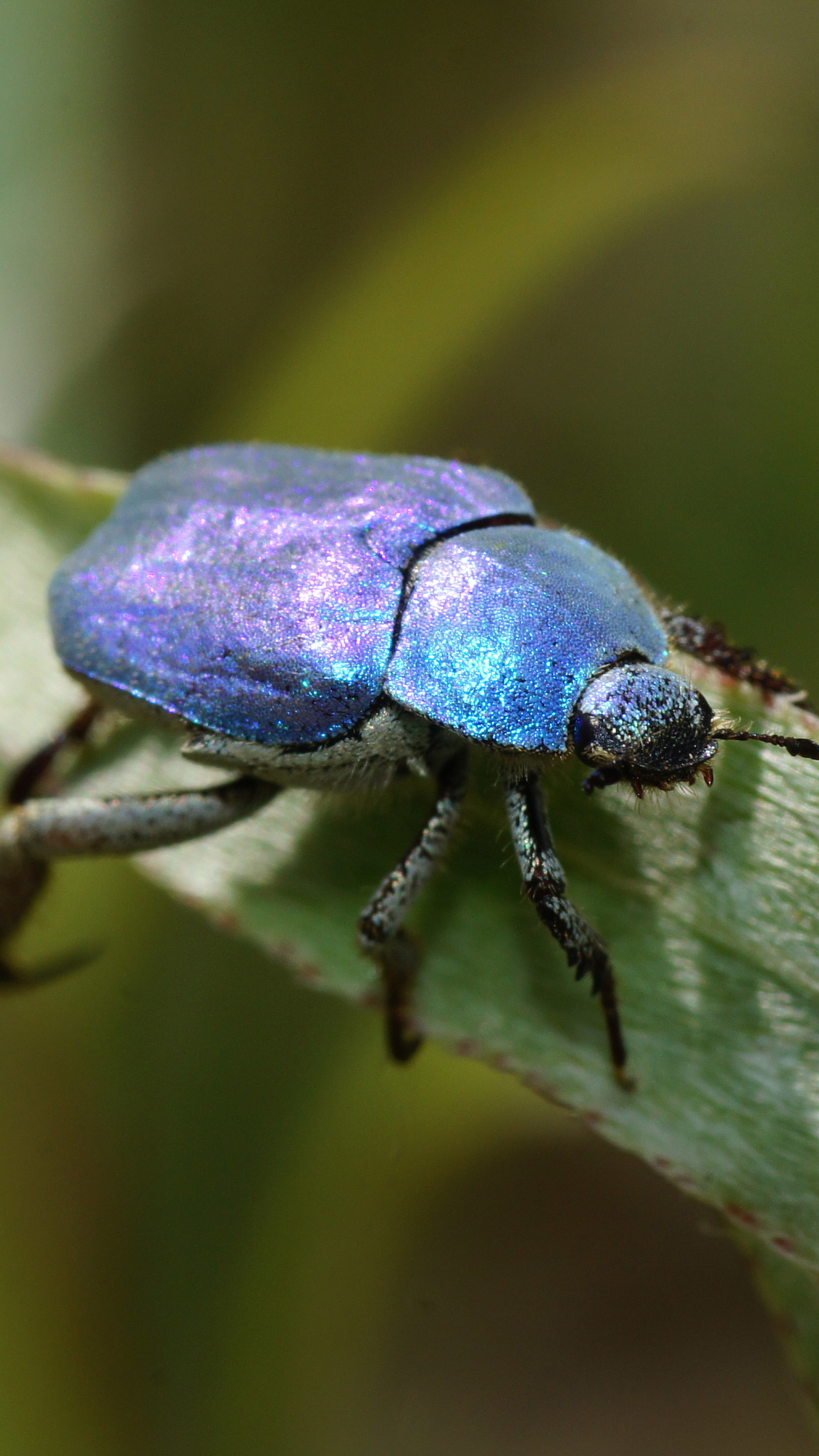 Beetle insect wallpaper, Mobile backgrounds, Insect's armor, Exquisite details, 1080x1920 Full HD Phone