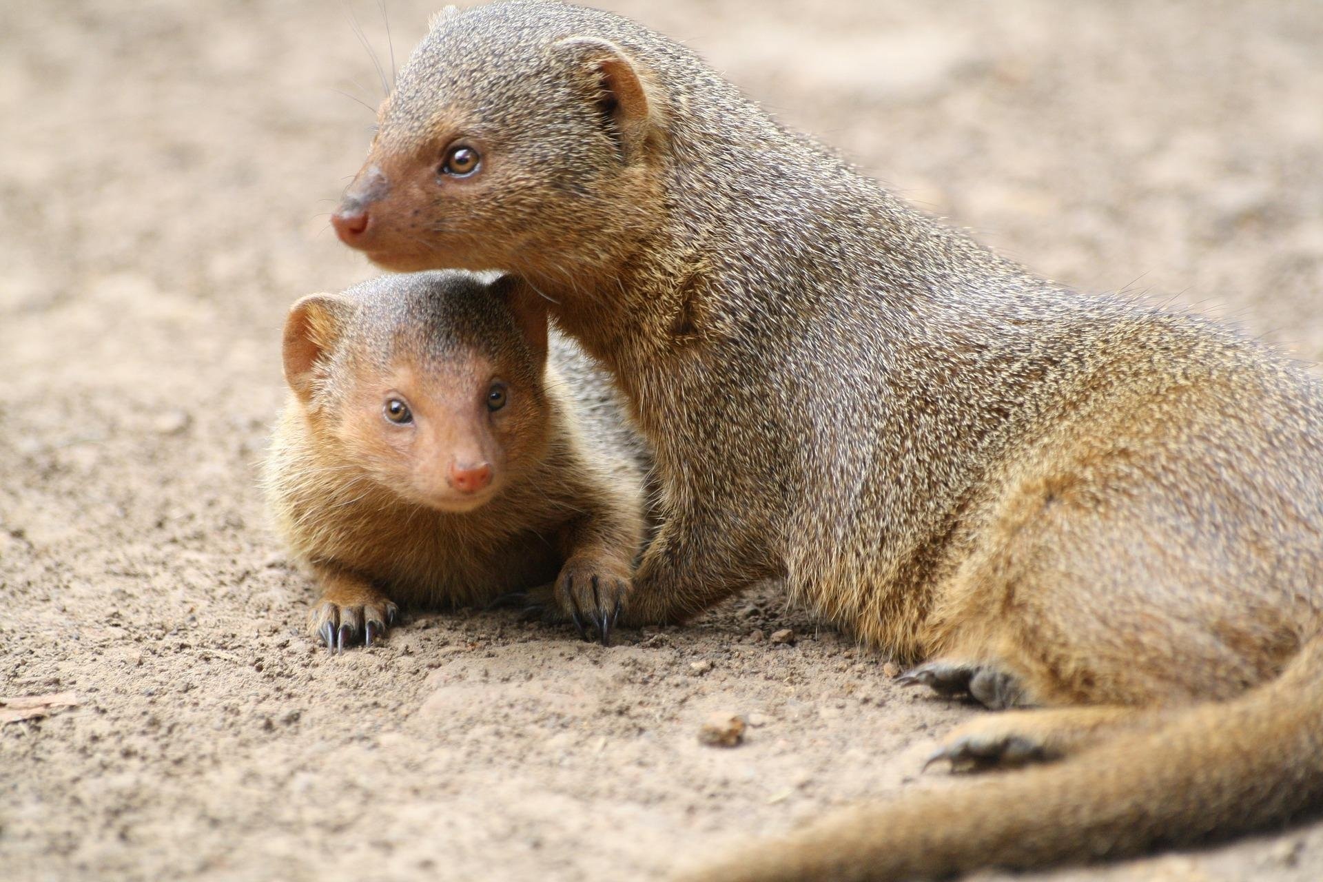 Mongoose, Wallpaper choice, Beautiful image, Nature's creature, 1920x1280 HD Desktop