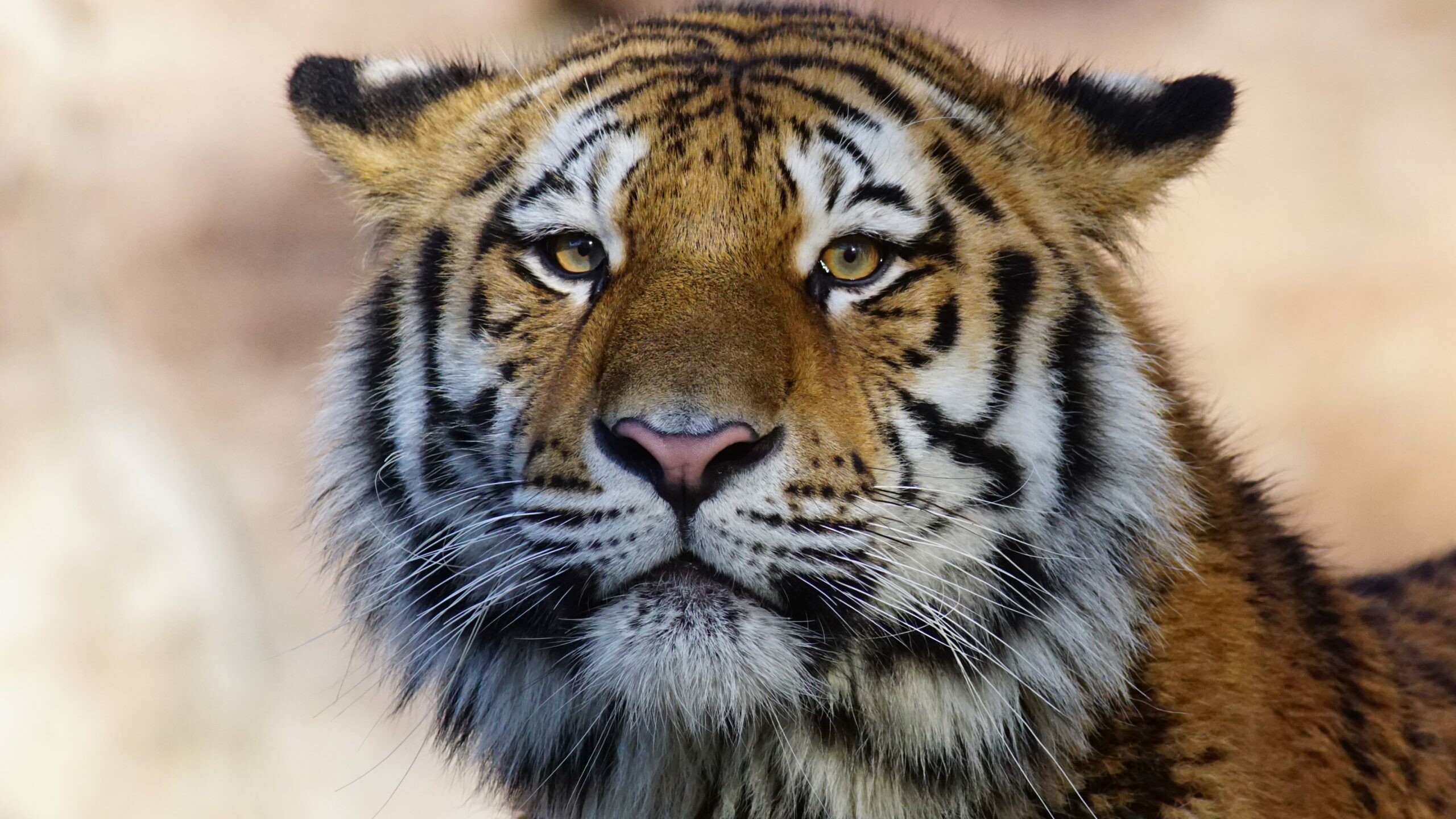 Tiger wild animal, 4K OJ wallpaper, Powerful predator, Untamed majesty, 2560x1440 HD Desktop