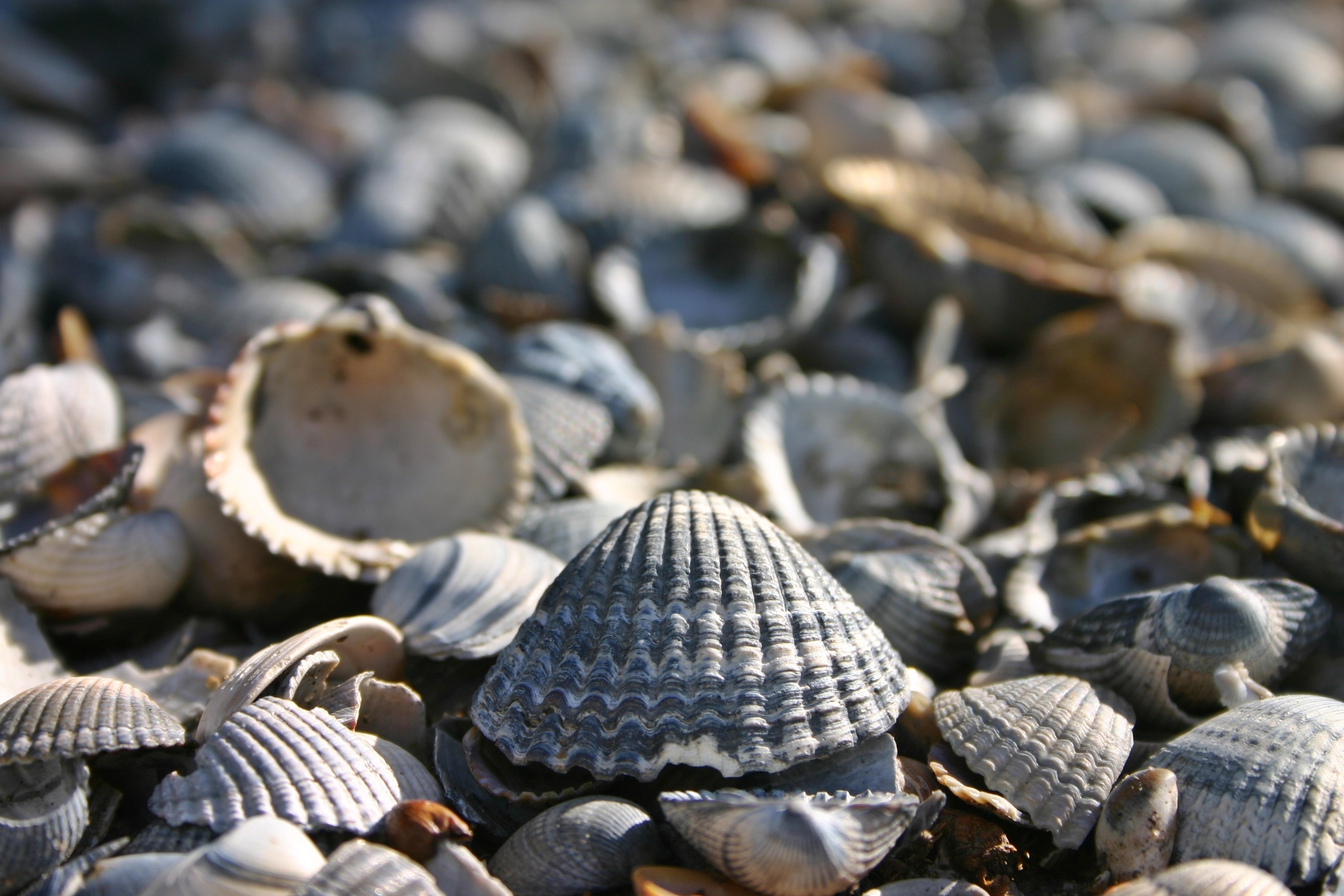 Seashell duo, Marine treasures, Coastal accents, Natural wonders, 3080x2050 HD Desktop