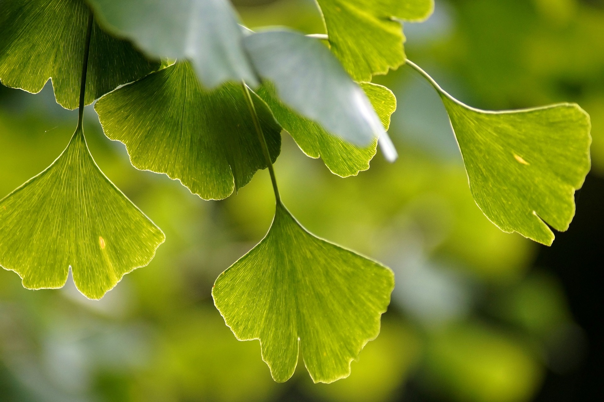 Ginkgo Biloba, Nature's wonder, Health benefits, Superfood, 1920x1280 HD Desktop