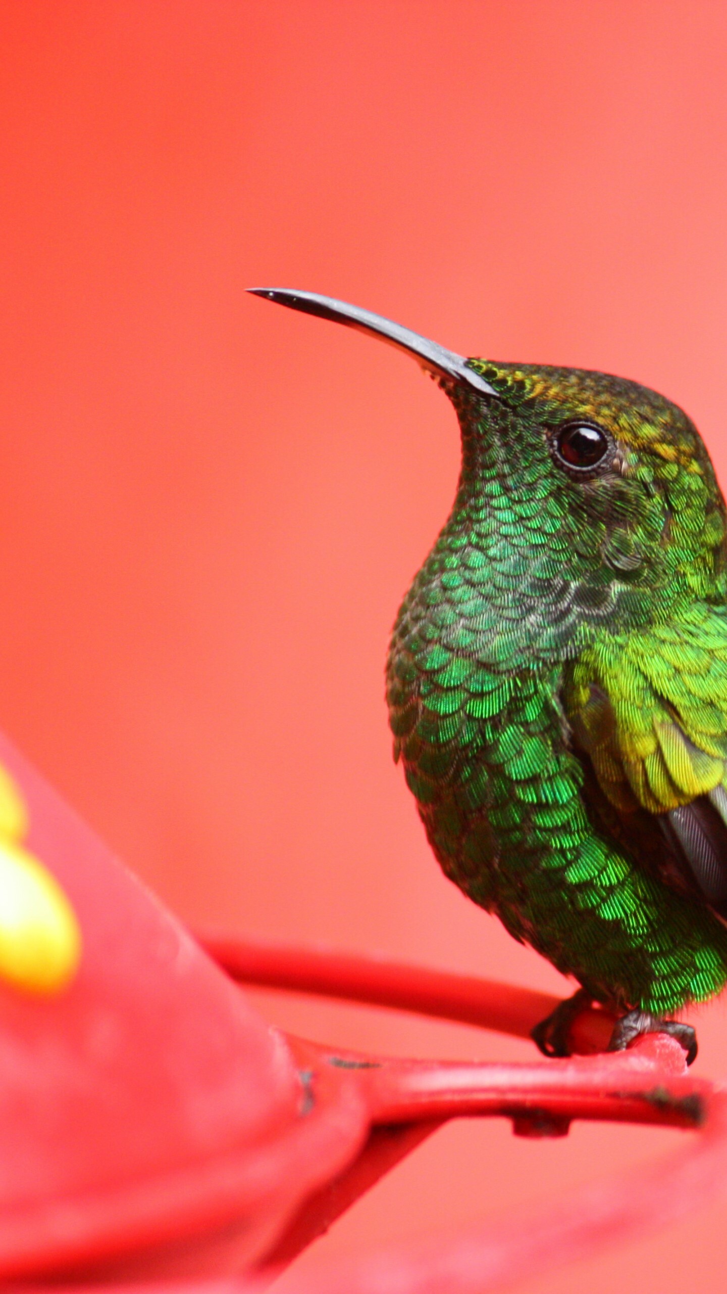 Bird 5K 4K wallpaper, Tropical nature, 1440x2560 HD Phone