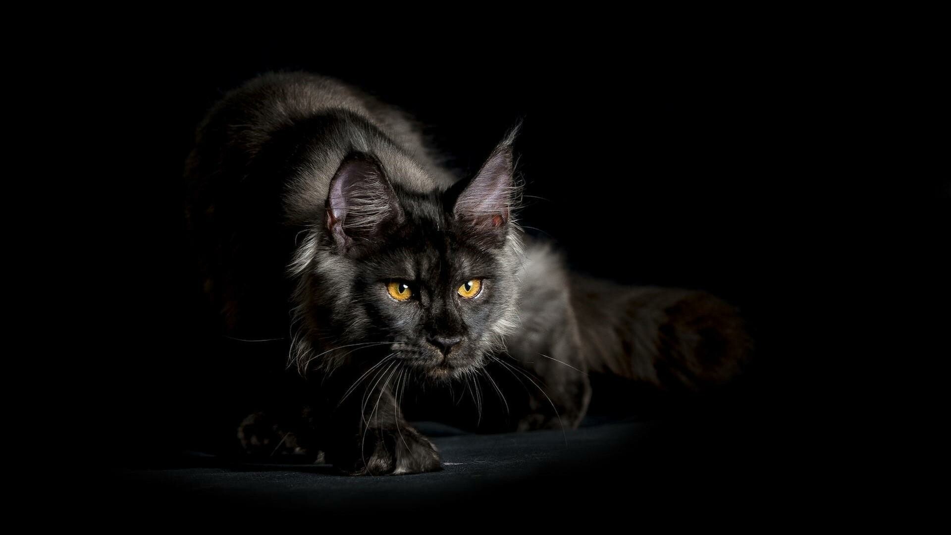 Maine Coon wallpapers, Stunning backgrounds, Majestic cats, Adorable poses, 1920x1080 Full HD Desktop