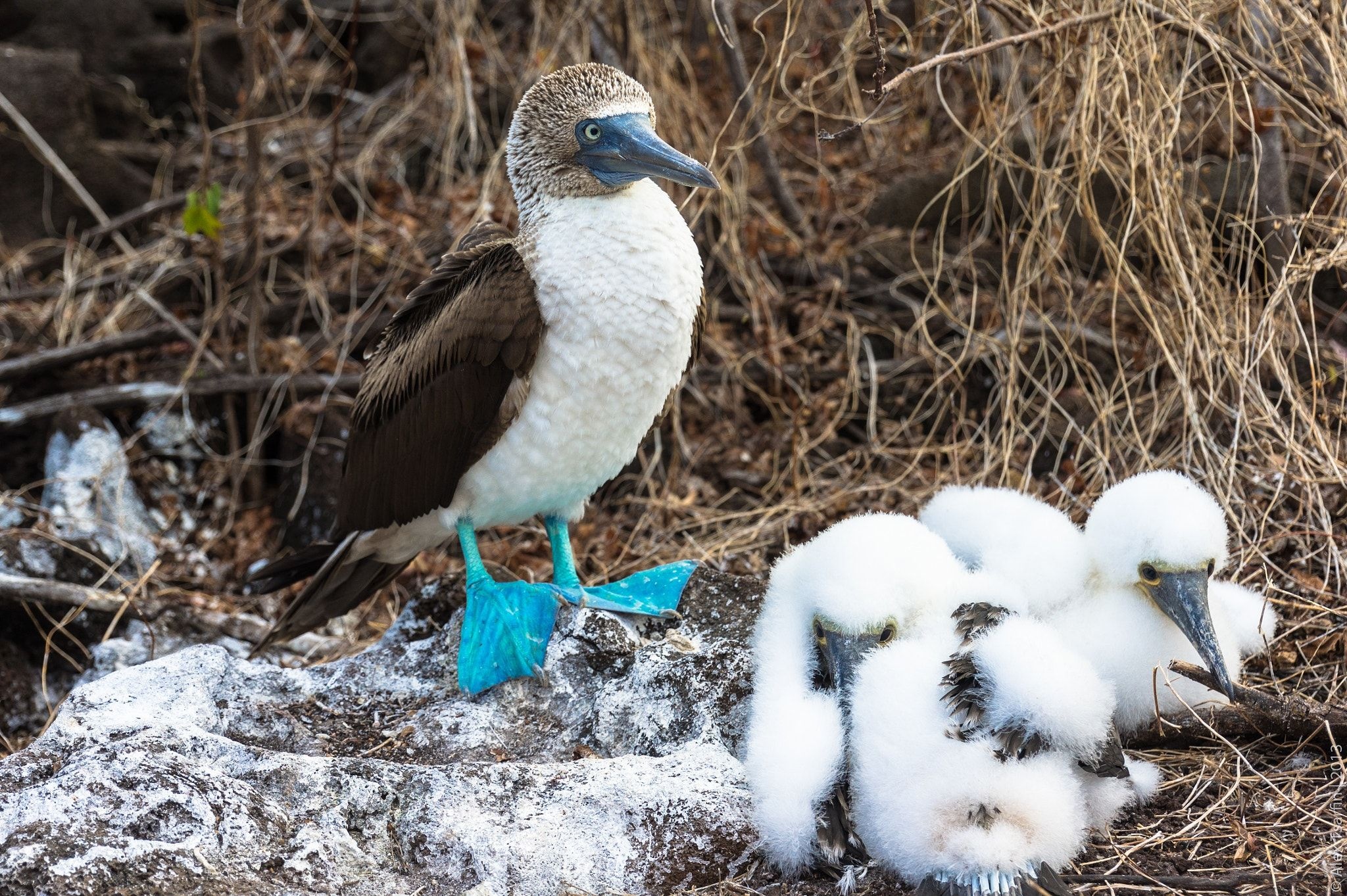 Pin, Animals, Booby, Bird, 2050x1370 HD Desktop