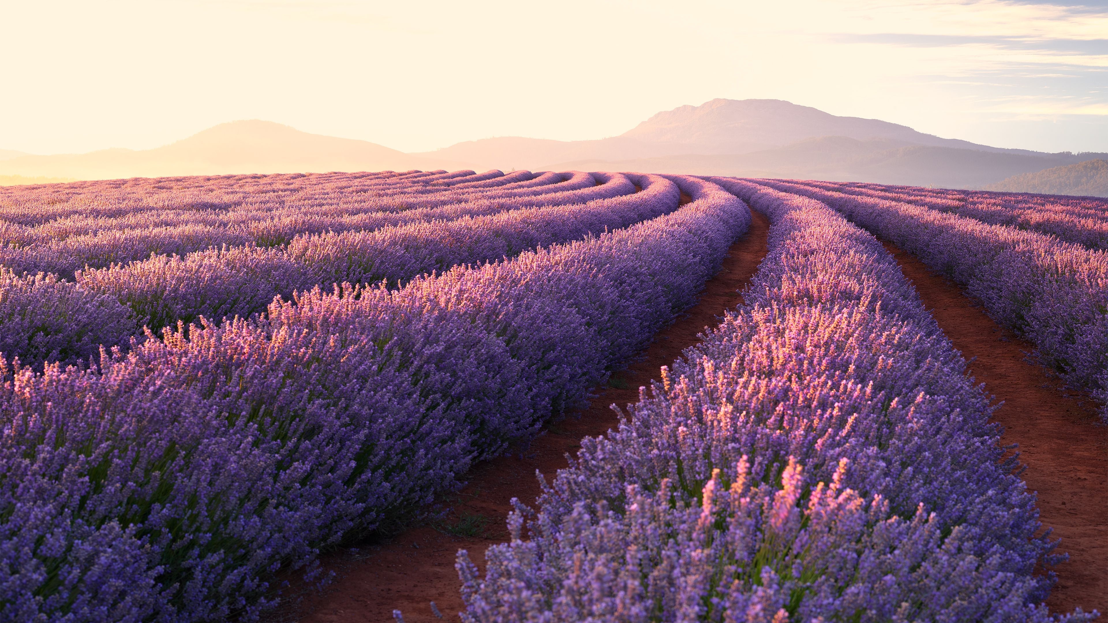 4K lavender wallpapers, Stunning visuals, Lavender luxury, Nature's spectacle, 3840x2160 4K Desktop