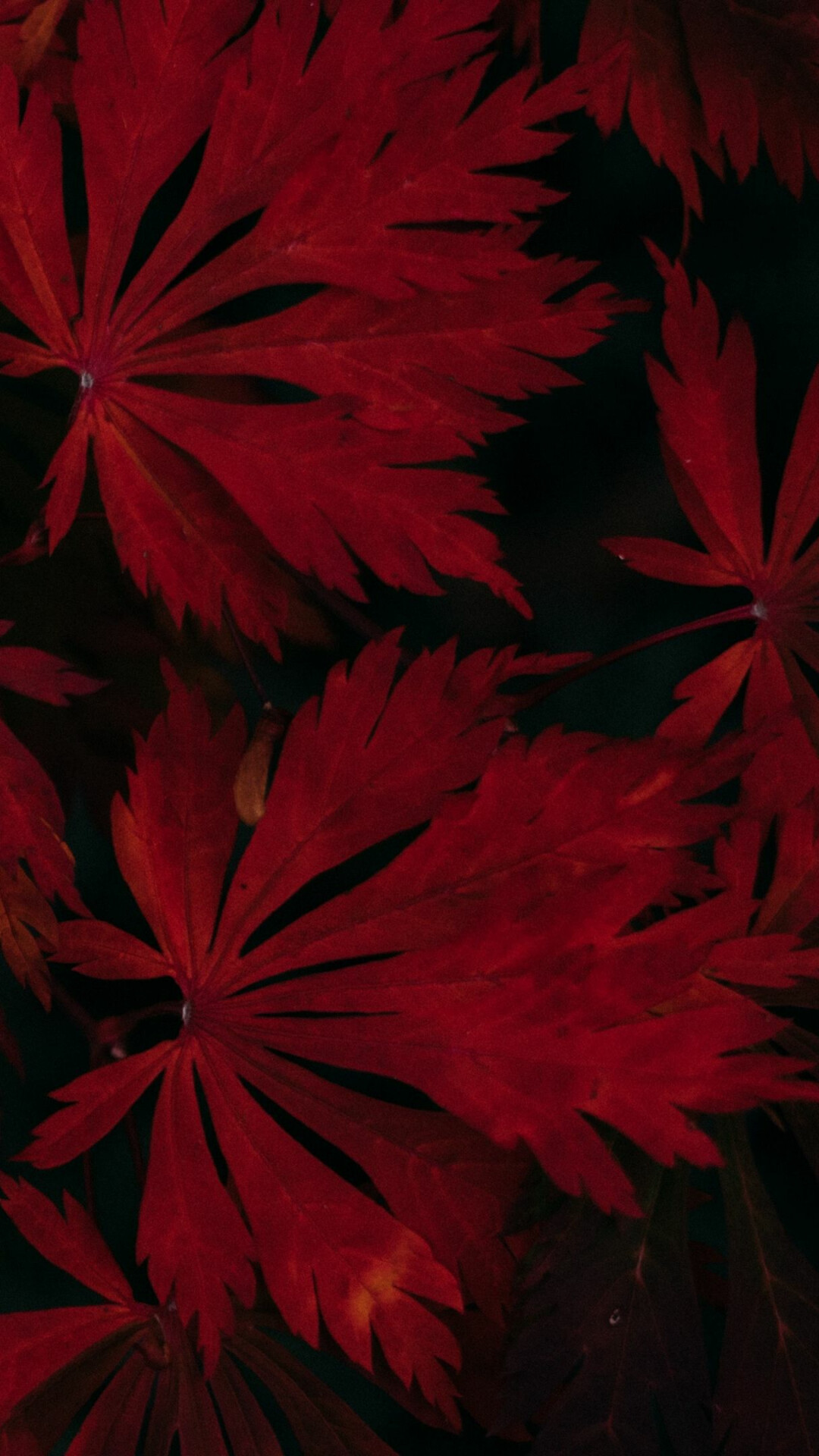 Leaf close-up, Natural patterns, 1080x1920 Full HD Phone