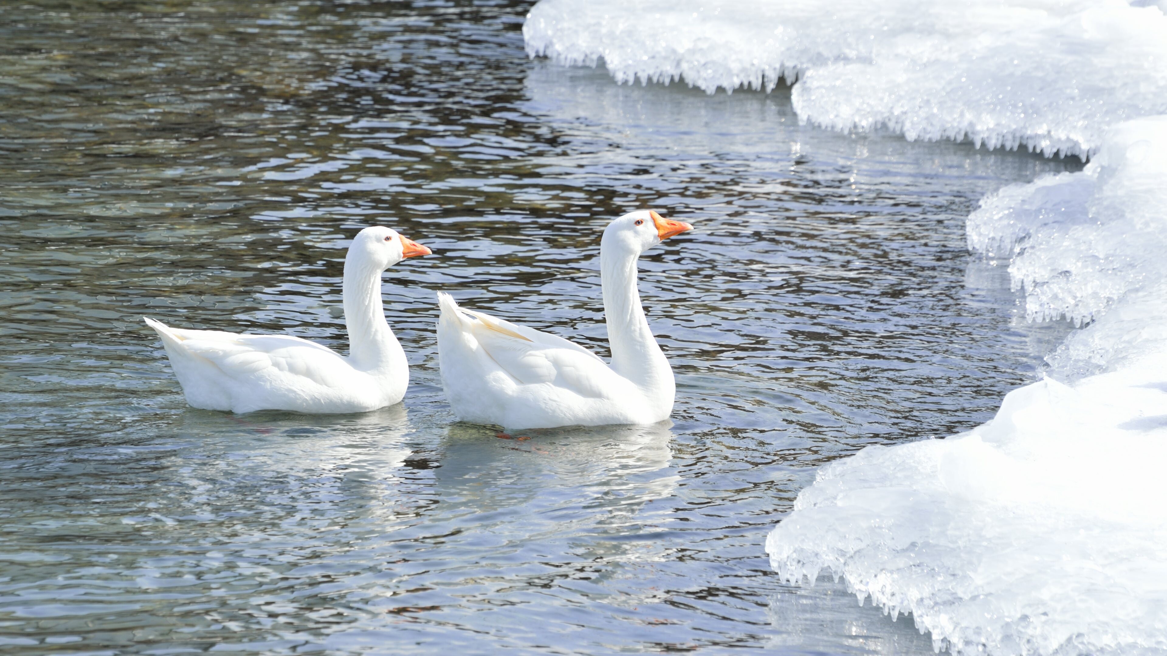 Snow goose in 4K, Breathtaking wallpaper, Stunning image, Winter beauty, 3840x2160 4K Desktop