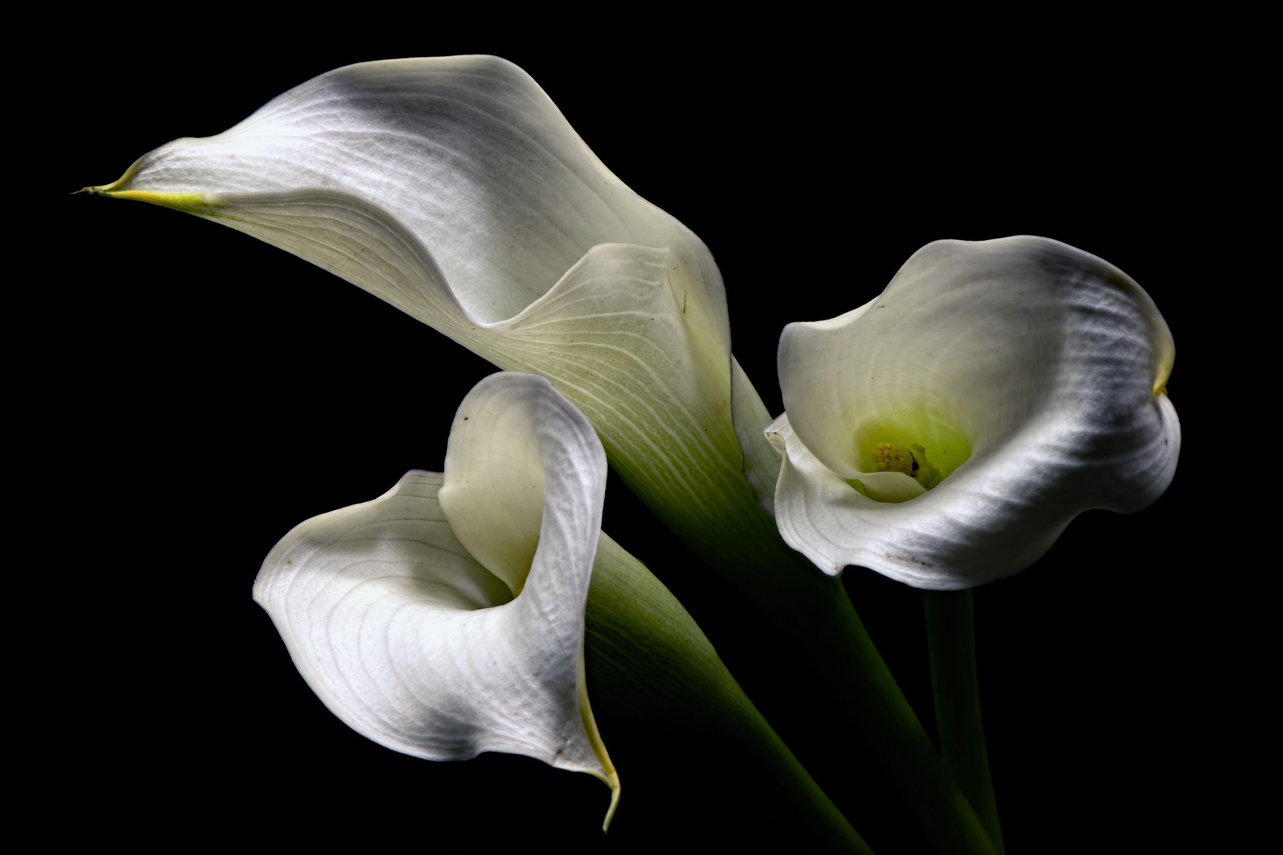 Calla Lily, HD wallpaper, Blossoming elegance, Natural beauty, 2560x1710 HD Desktop