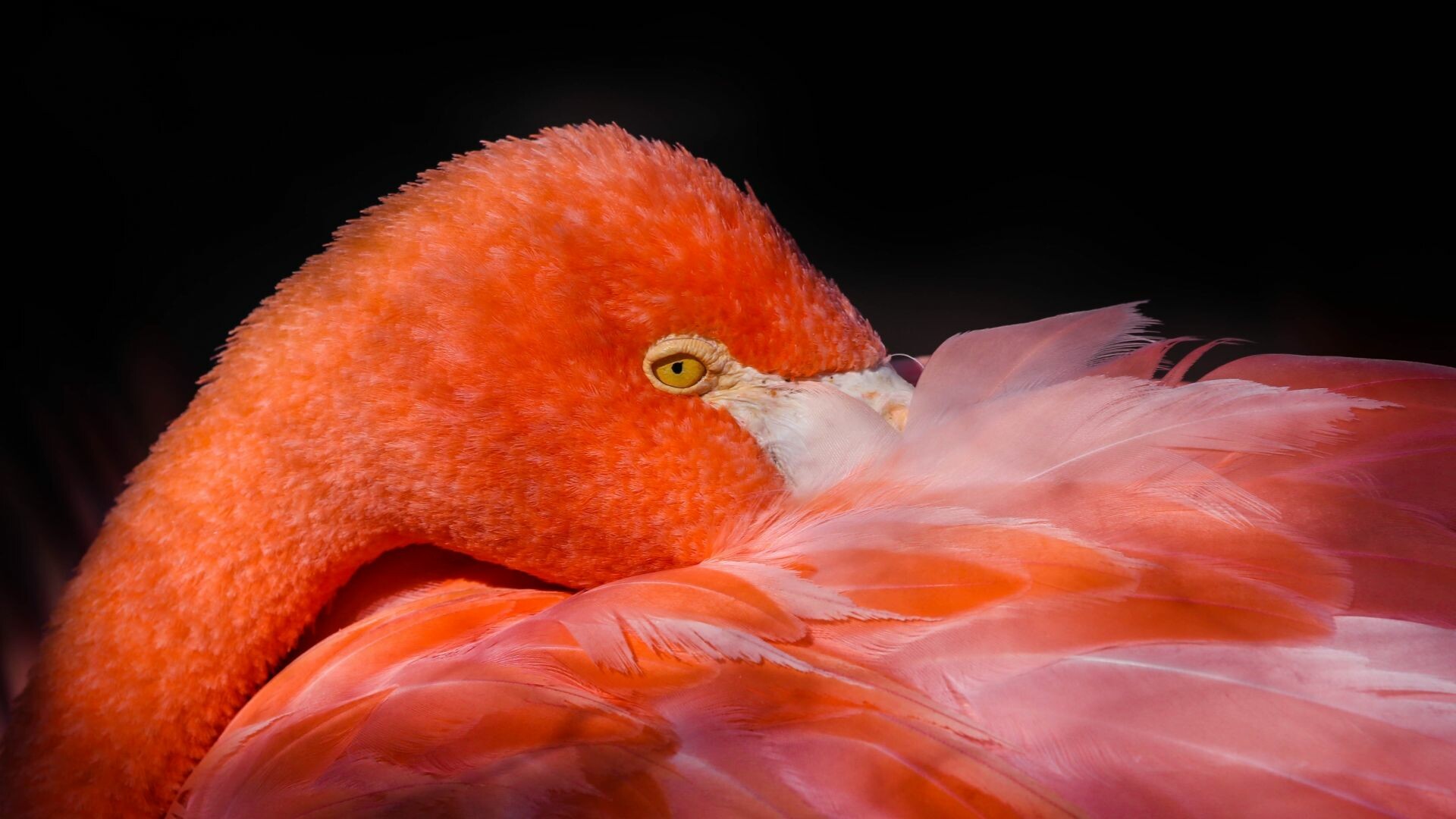 Feathers pink bird flamingo wallpaper, Vibrant HD image, Stunning background, Mesmerizing colors, 1920x1080 Full HD Desktop