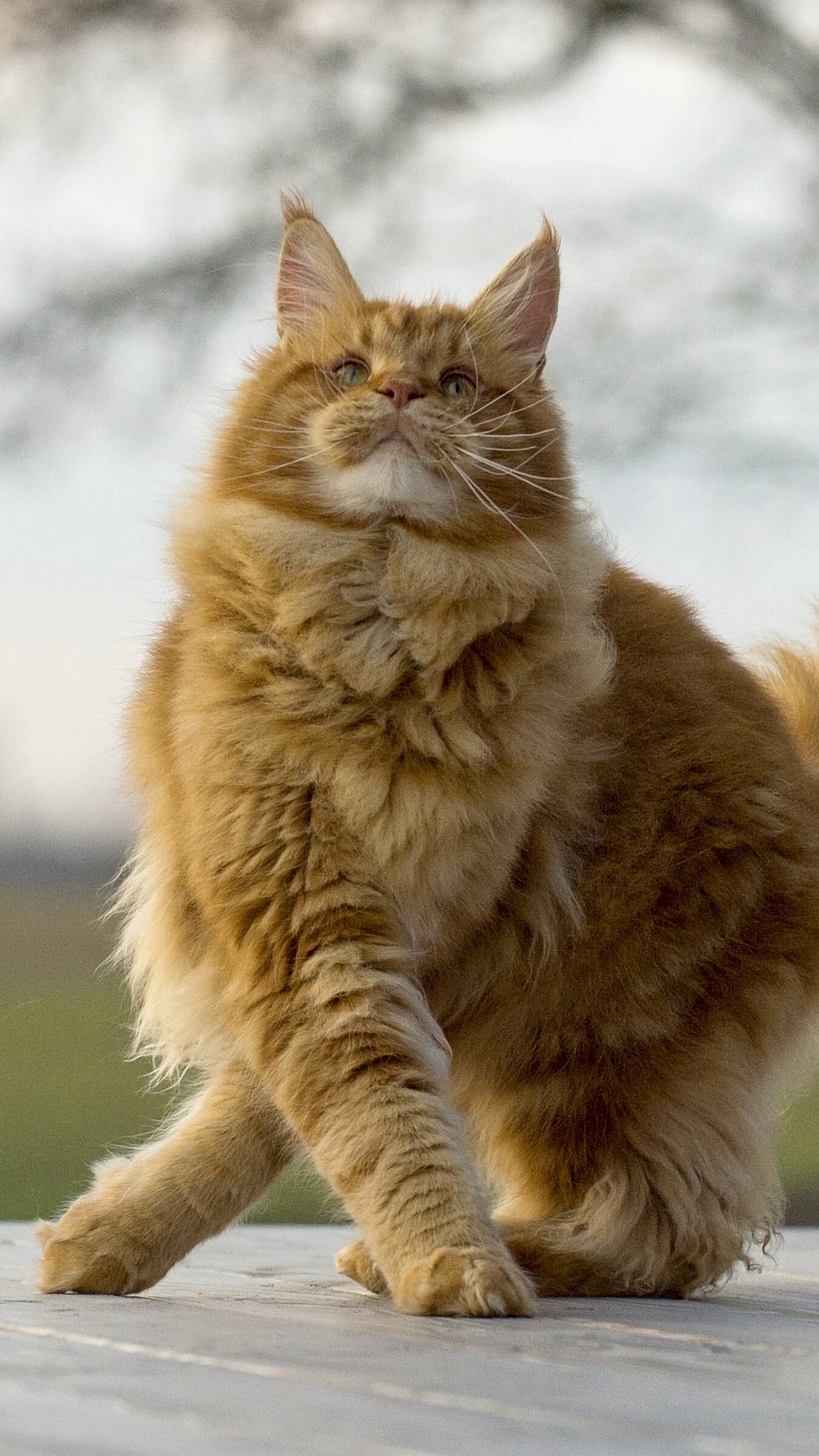 Maine Coon, Sarah Walker, Striking felines, Majestic beauty, 1350x2400 HD Phone