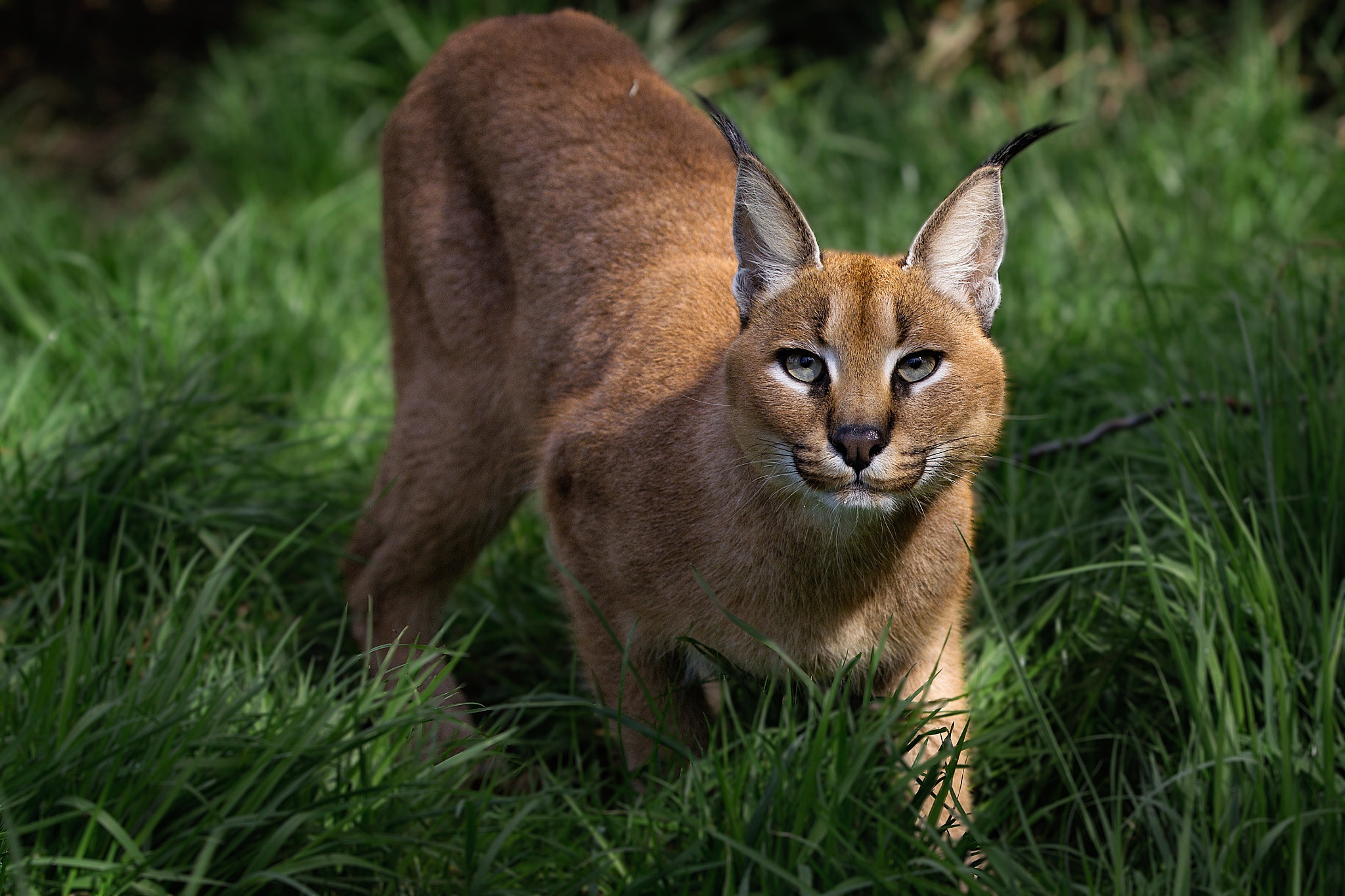 Caracal, Wallpapers, High-definition, 2050x1370 HD Desktop