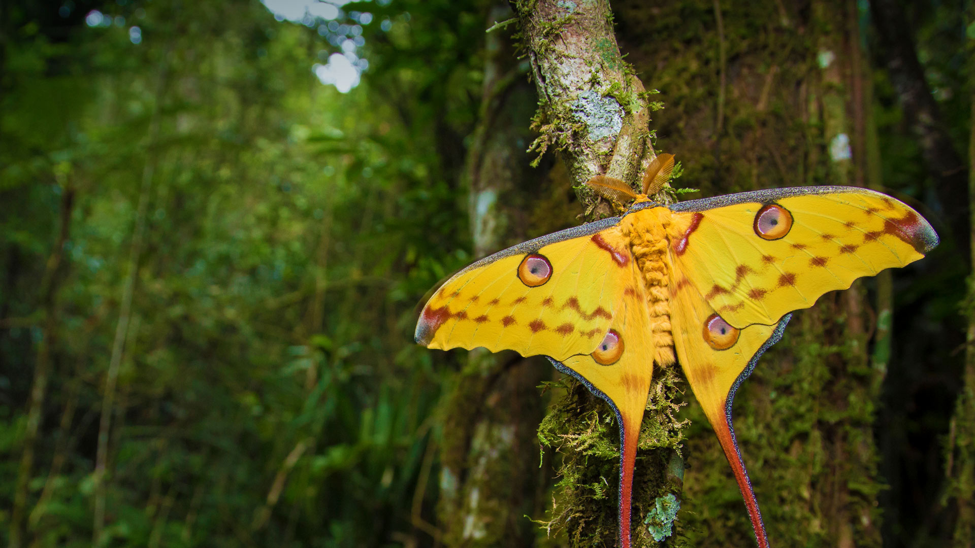 Comet moth wallpaper, Captivating nature image, Beautiful mobile background, Free download, 1920x1080 Full HD Desktop