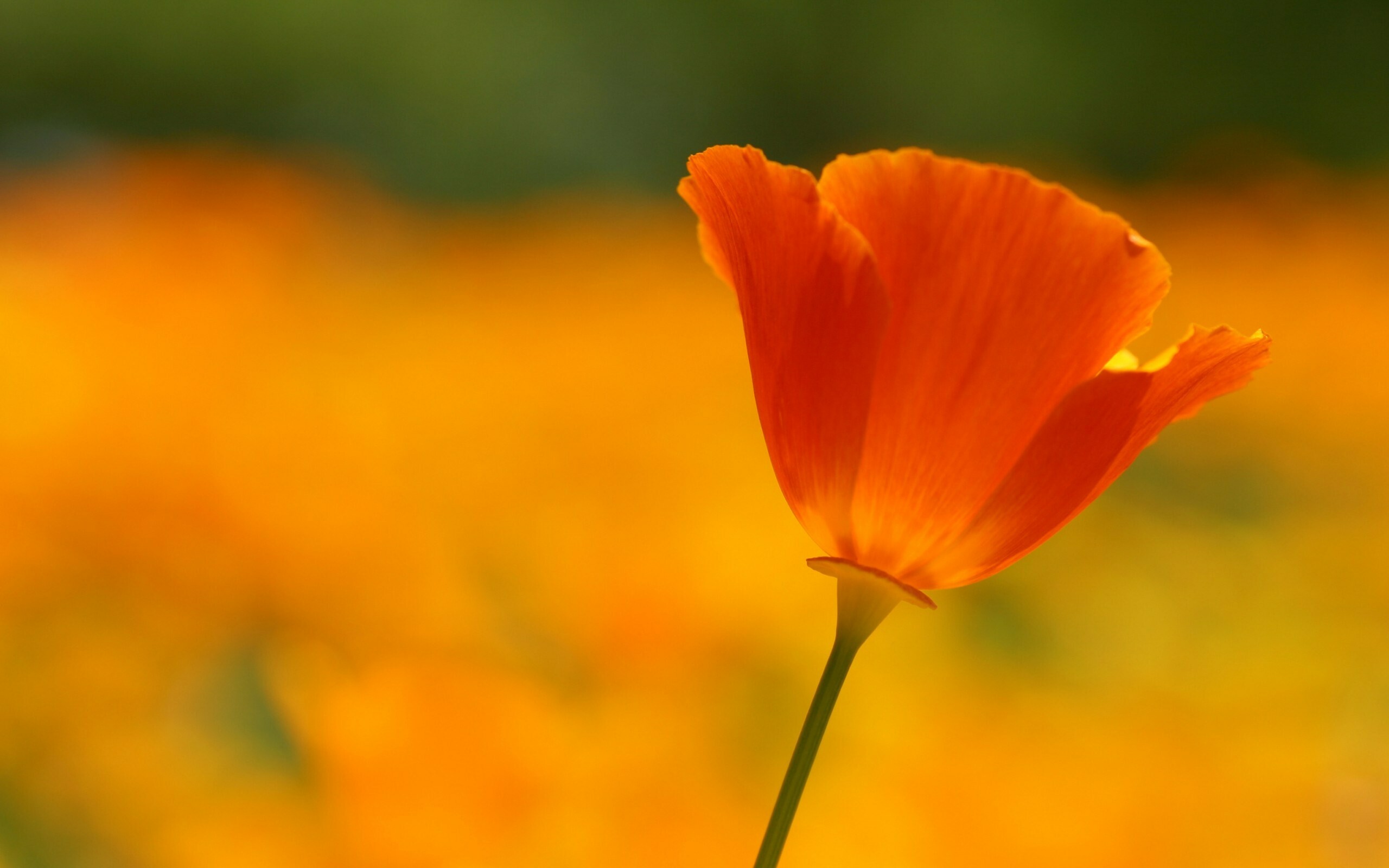 California poppy, Poppy Flowers Wallpaper, 2560x1600 HD Desktop