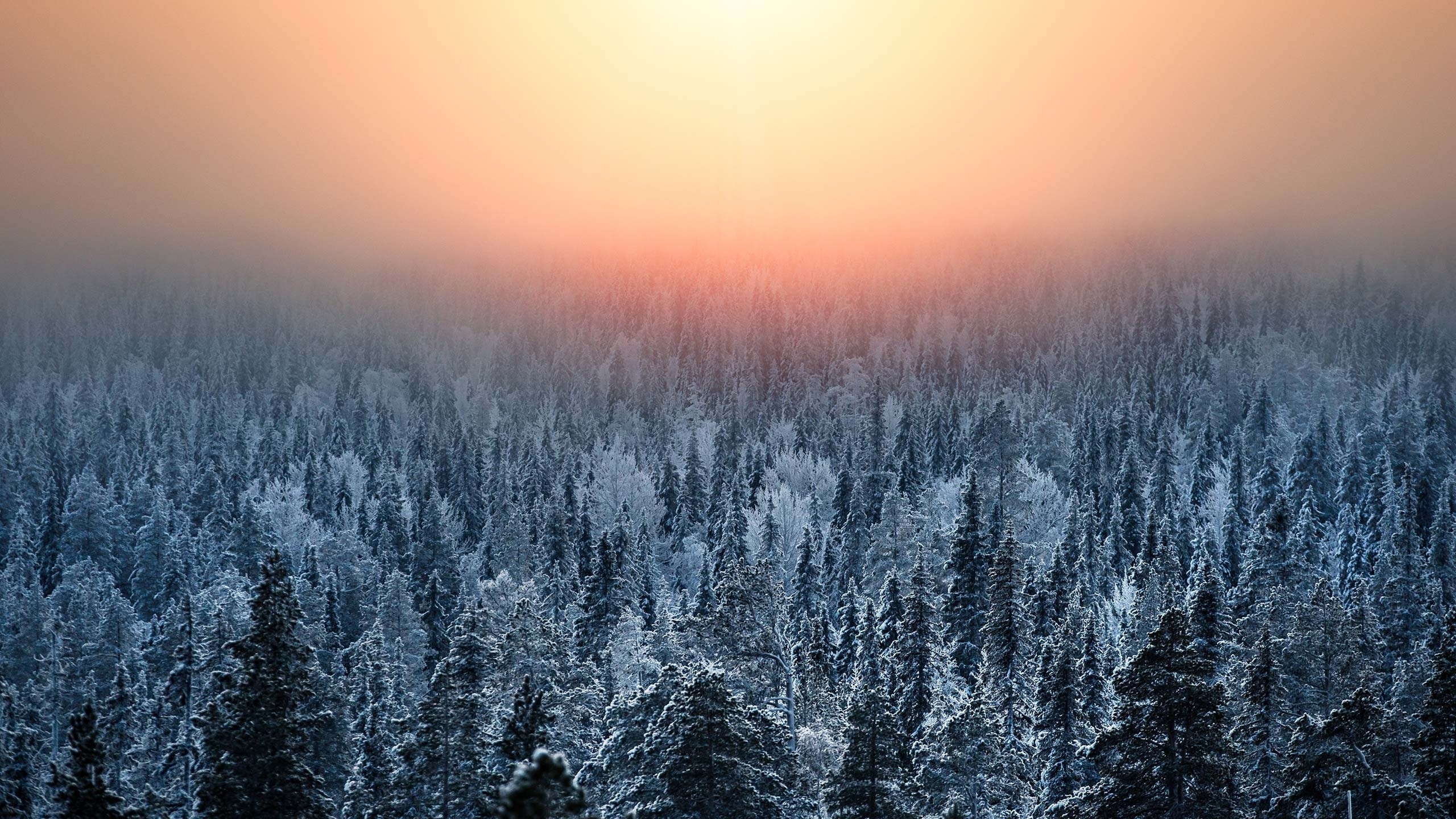 Finland travels, Frosty forest, Orange sunset, Winter ambiance, 2560x1440 HD Desktop