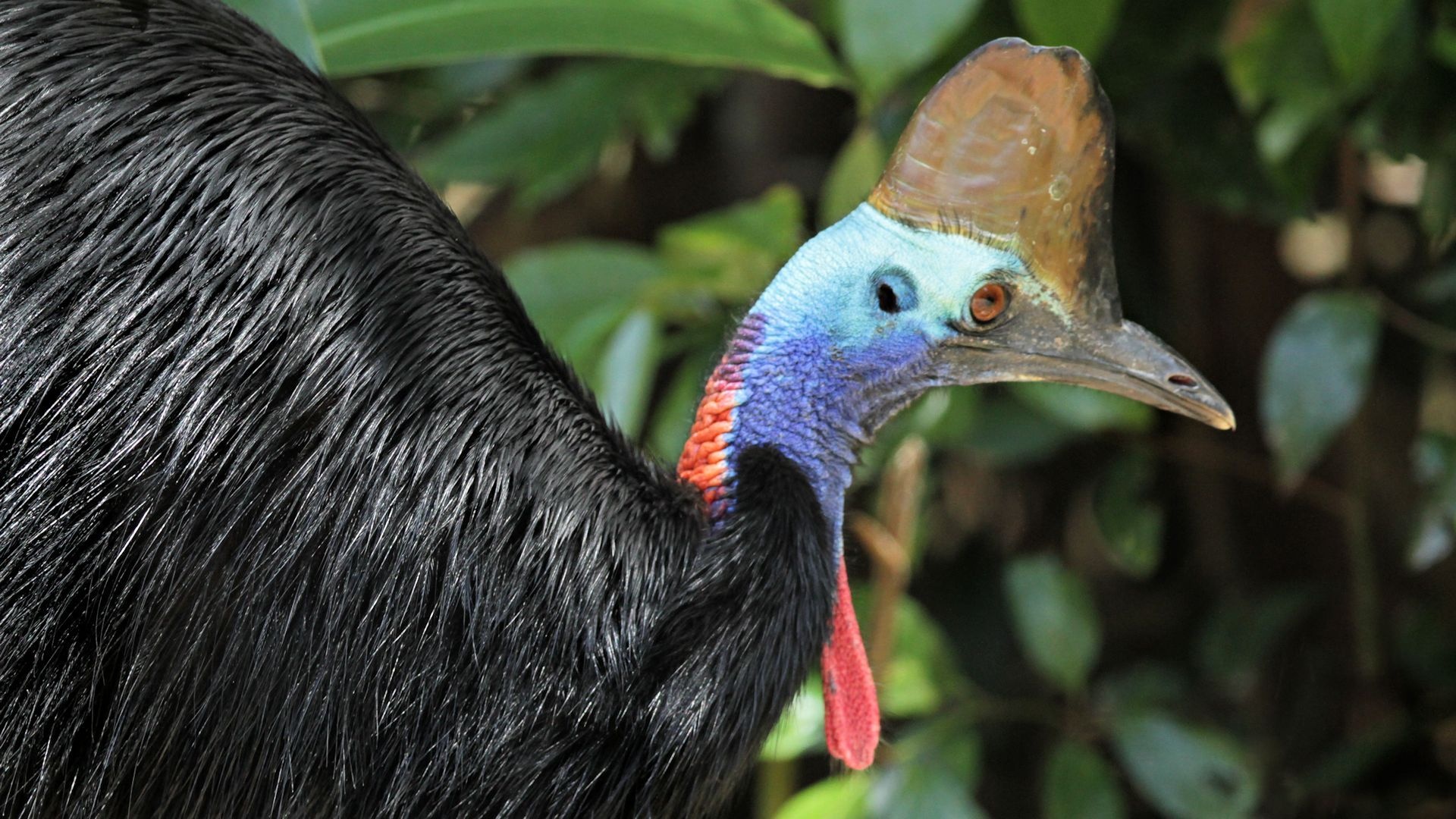 Cassowary, Large flightless bird, Tropical rainforests, Vivid blue neck, 1920x1080 Full HD Desktop