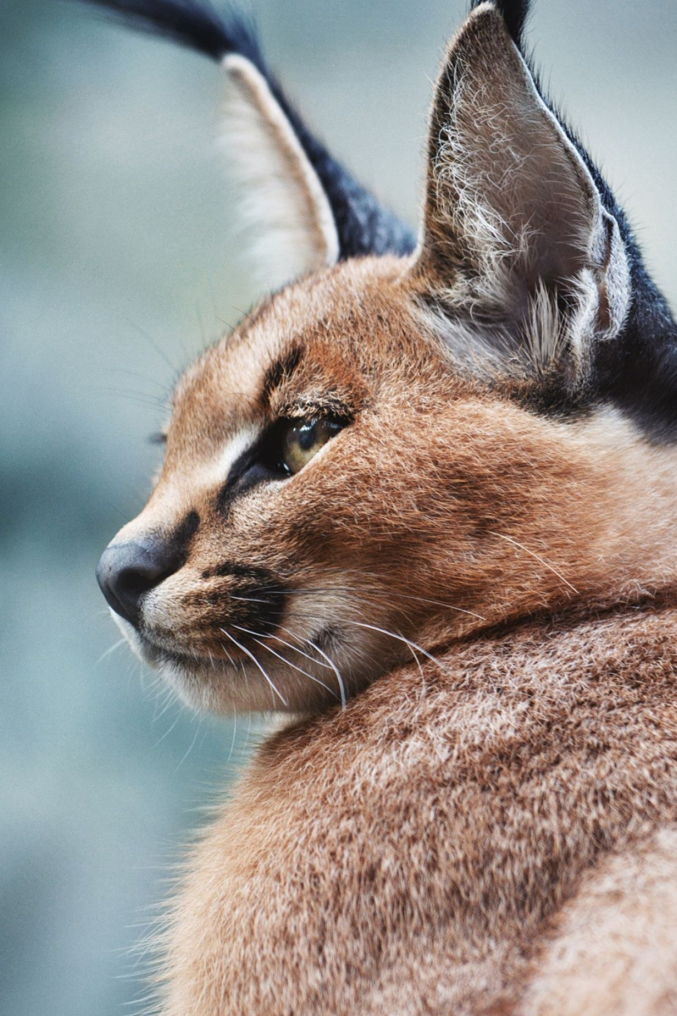 Fascinating animals, Striking caracal, Captivating creature, Wildlife wonder, 1370x2050 HD Phone