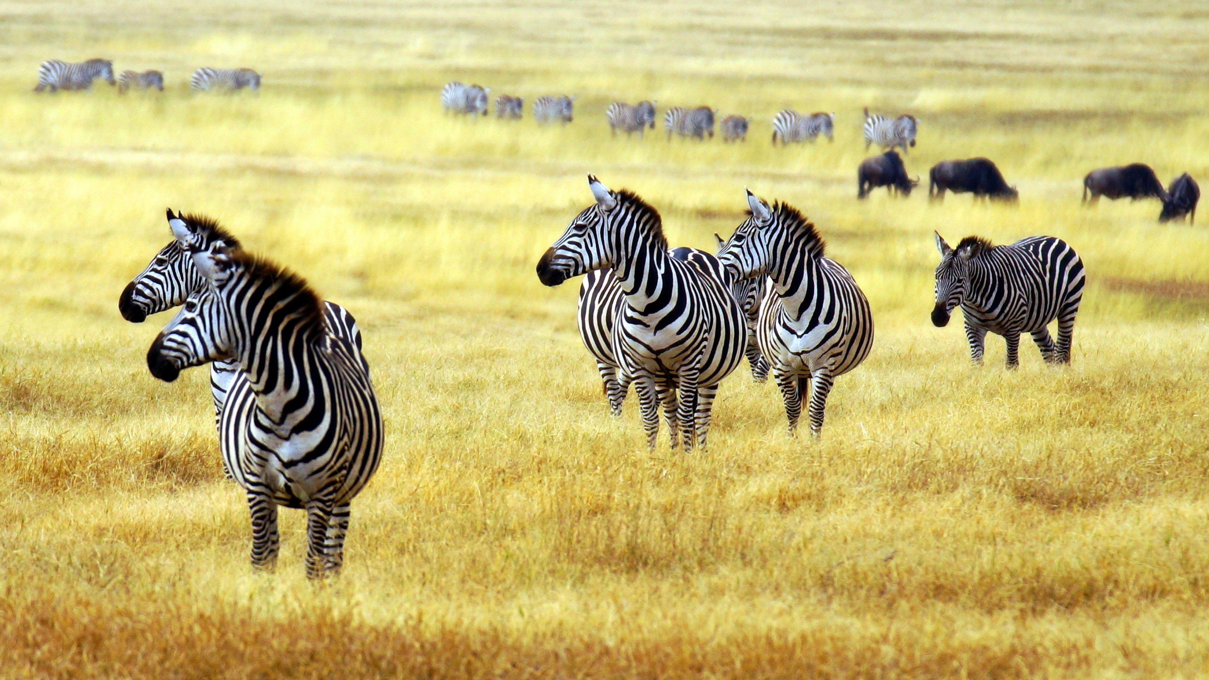 Arusha National Park, Zebras Wallpaper, 3840x2160 4K Desktop