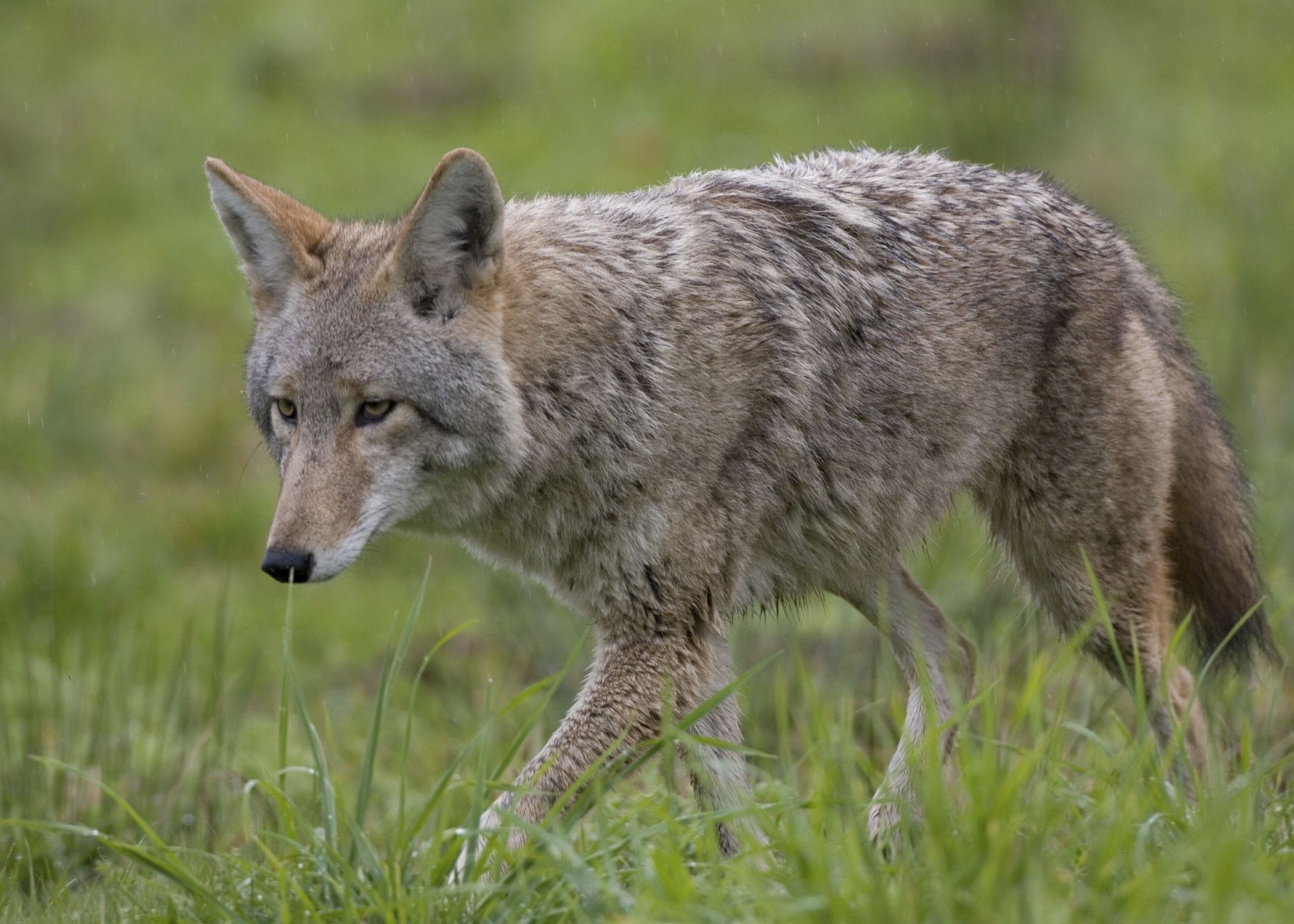 Coyote, Serene nature, Amazing wallpapers, Stunning captures, 2100x1500 HD Desktop