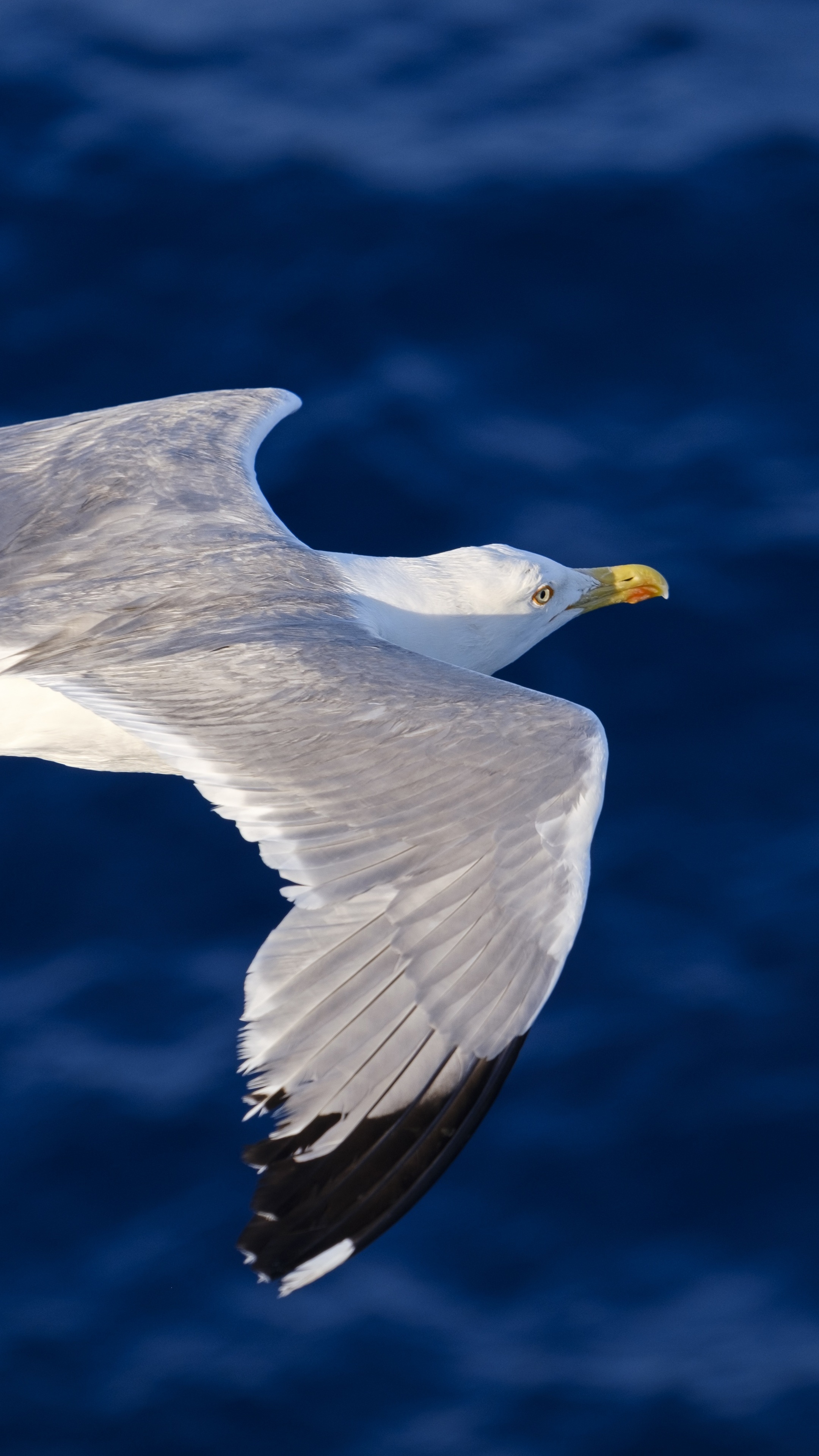 Seagull, Flying, Xperia, Wallpaper, 2160x3840 4K Phone