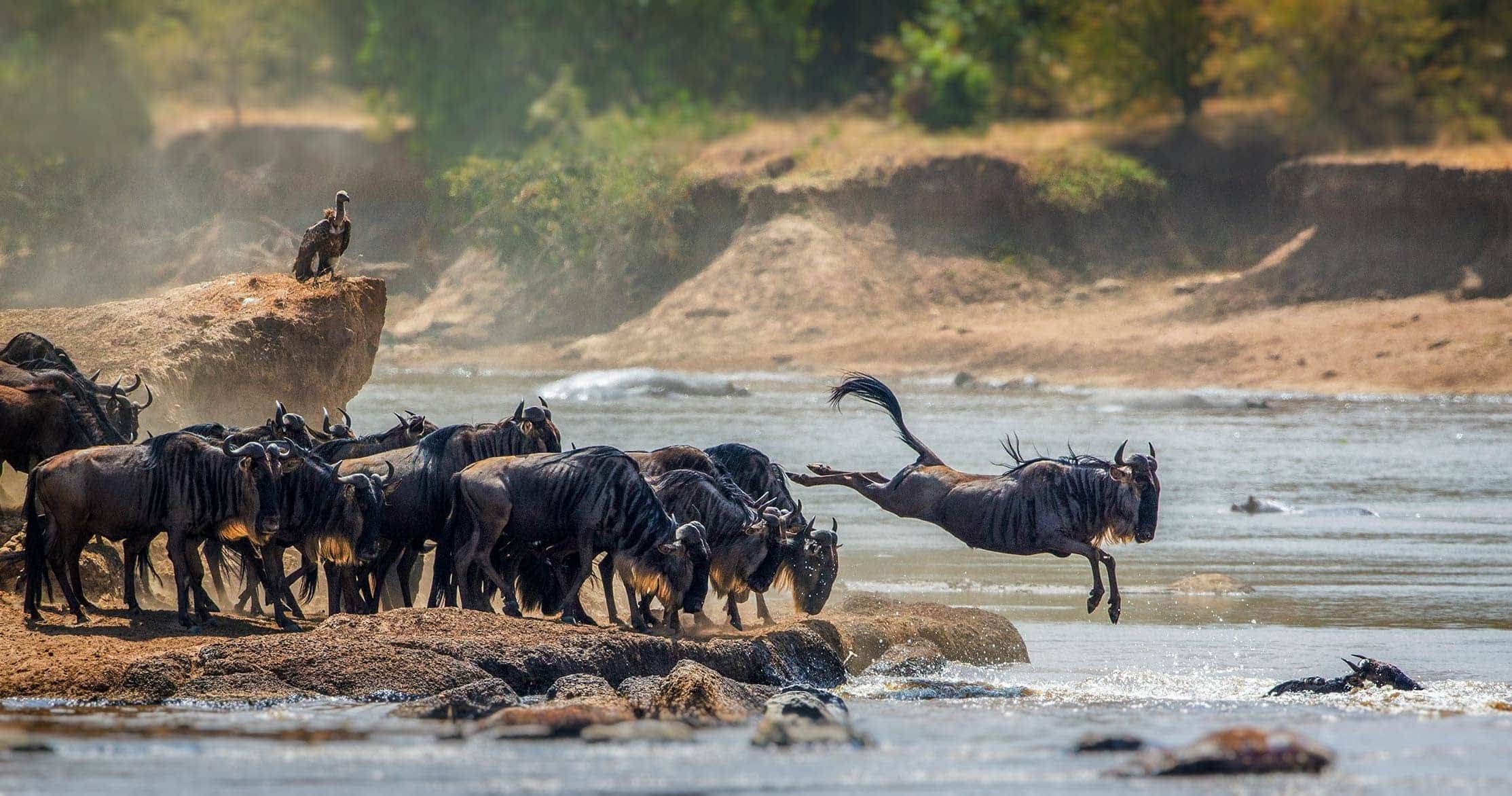 Serengeti National Park, Migration, Home, African, 2230x1180 HD Desktop