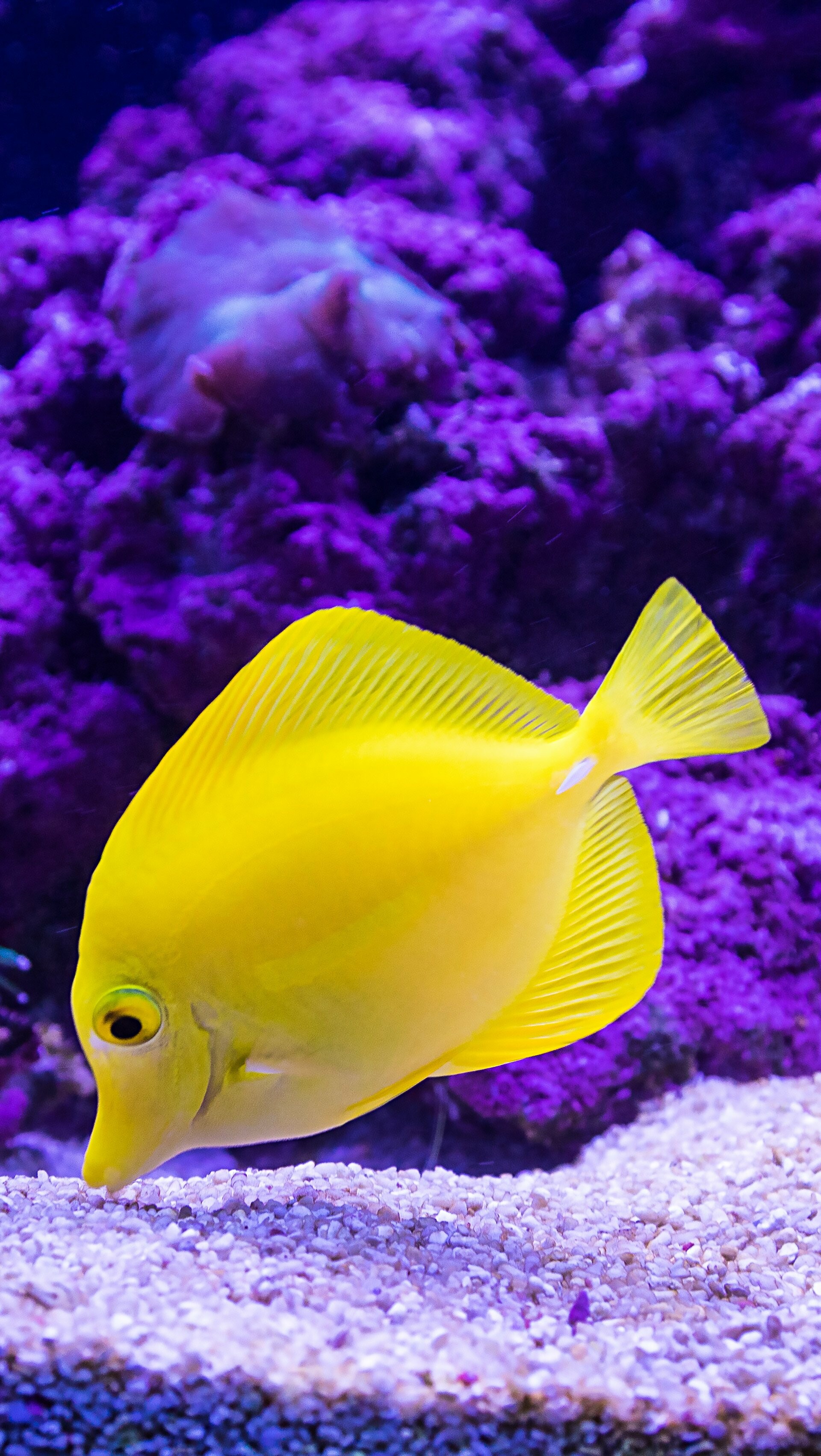 Yellow tang, Fish Wallpaper, 1920x3410 HD Phone