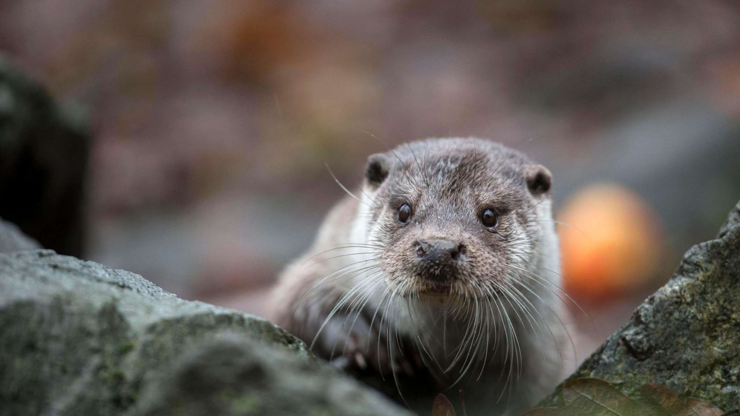 Otters in Hessen, Rare encounters, Appreciating their presence, Conservation efforts, 2400x1350 HD Desktop