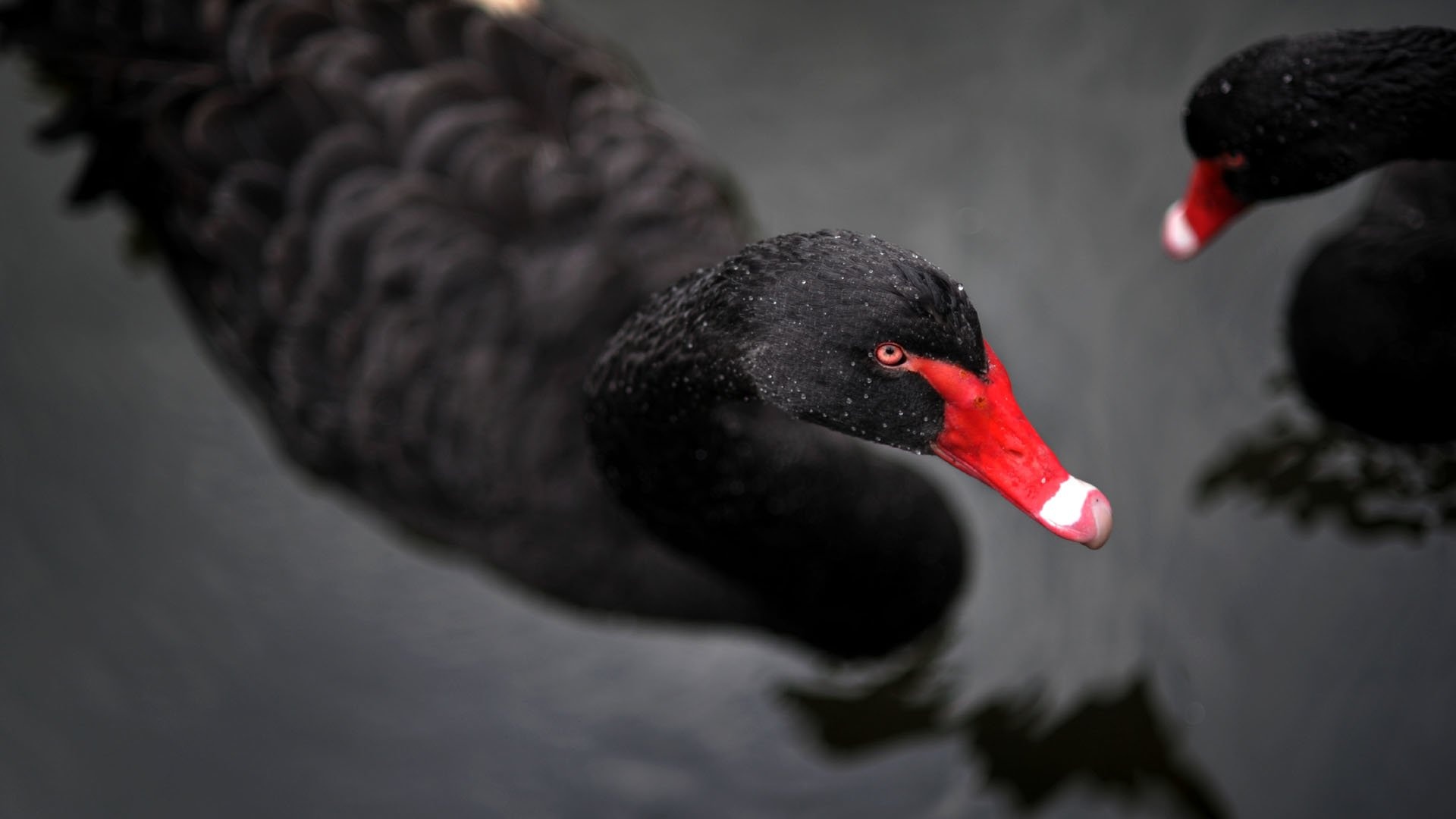 Black Swan, HD wallpaper, Background image, Bird, 1920x1080 Full HD Desktop