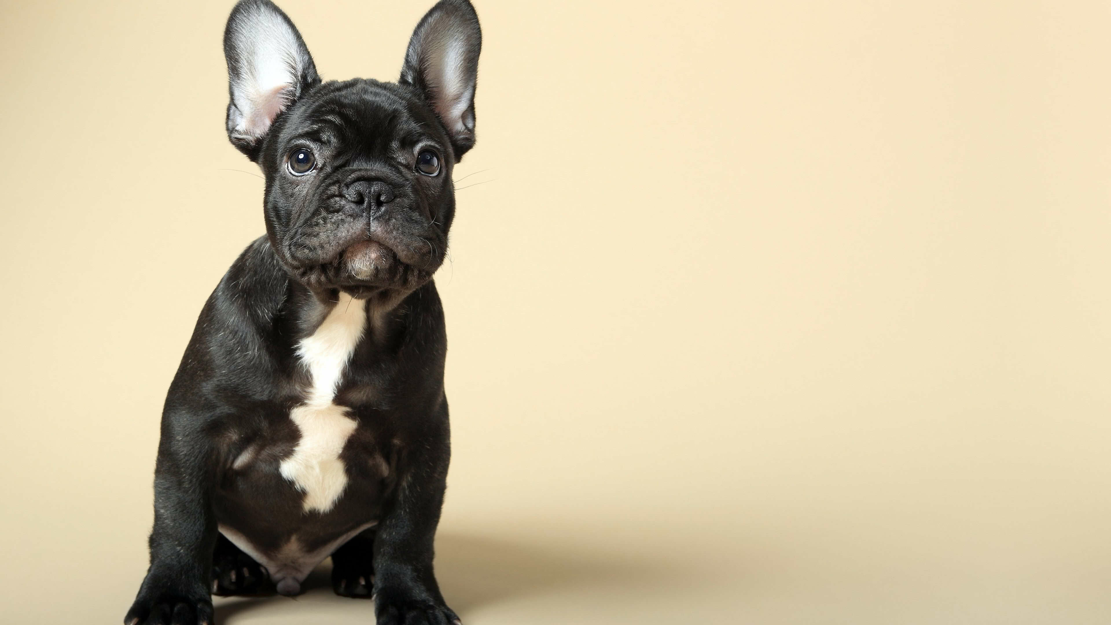 French Bulldog, Adorable pet, Playful companion, Charismatic personality, 3840x2160 4K Desktop