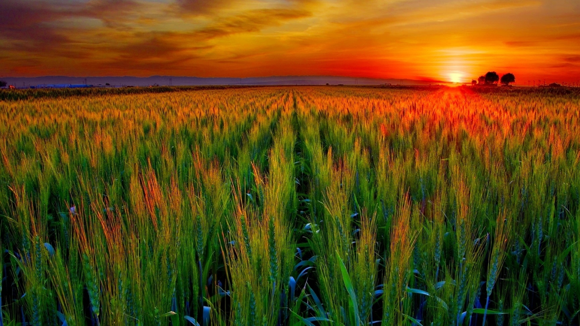 Farm fields, Wheat crops, Sunrise beauty, Countryside wallpapers, 1920x1080 Full HD Desktop