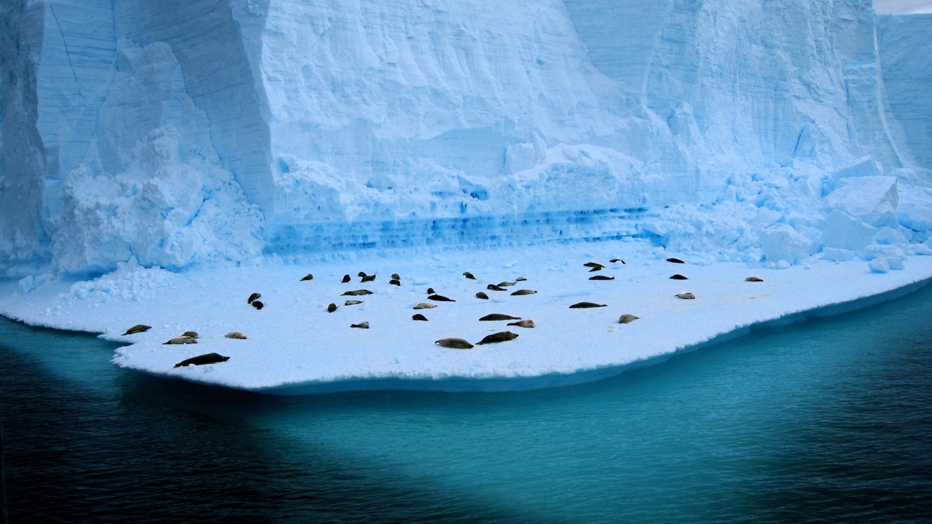 Penguins in Antarctica, Wallpaper, 1920x1080 Full HD Desktop