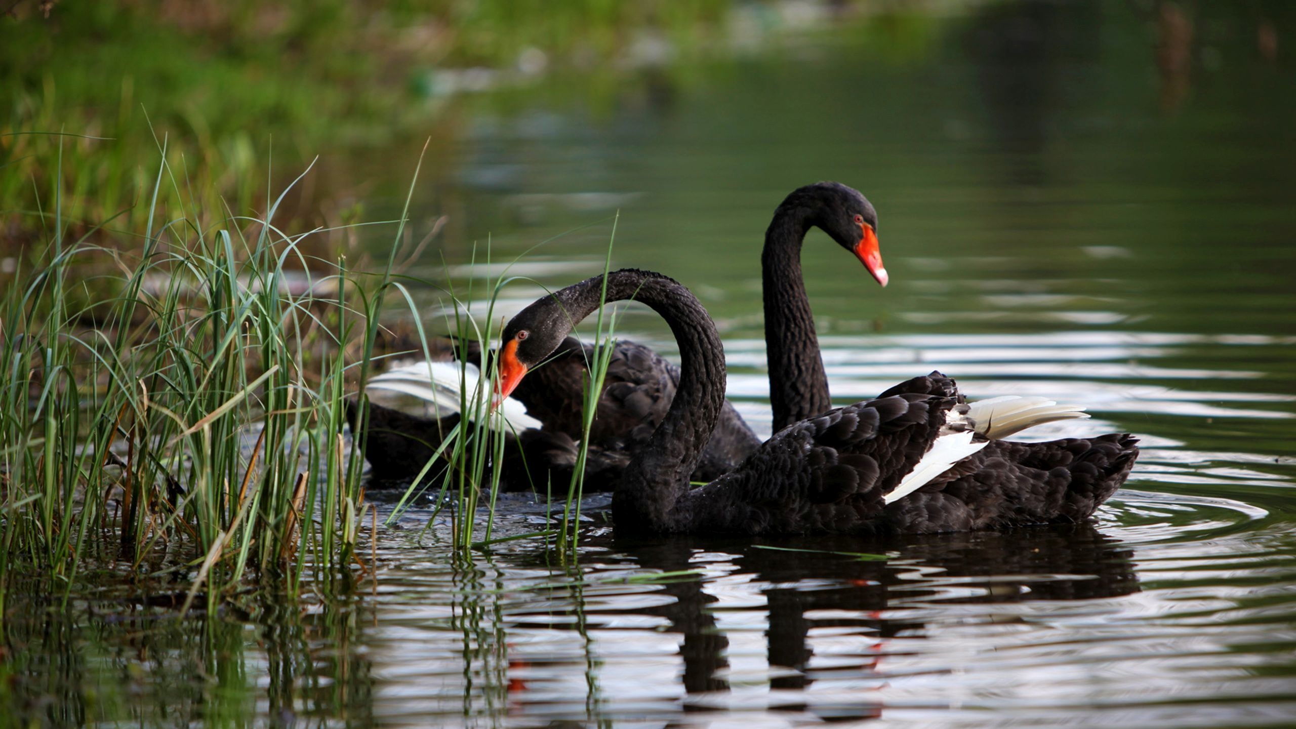 Beautiful black swan, Majestic bird, Graceful creature, Dark feathers, 2560x1440 HD Desktop