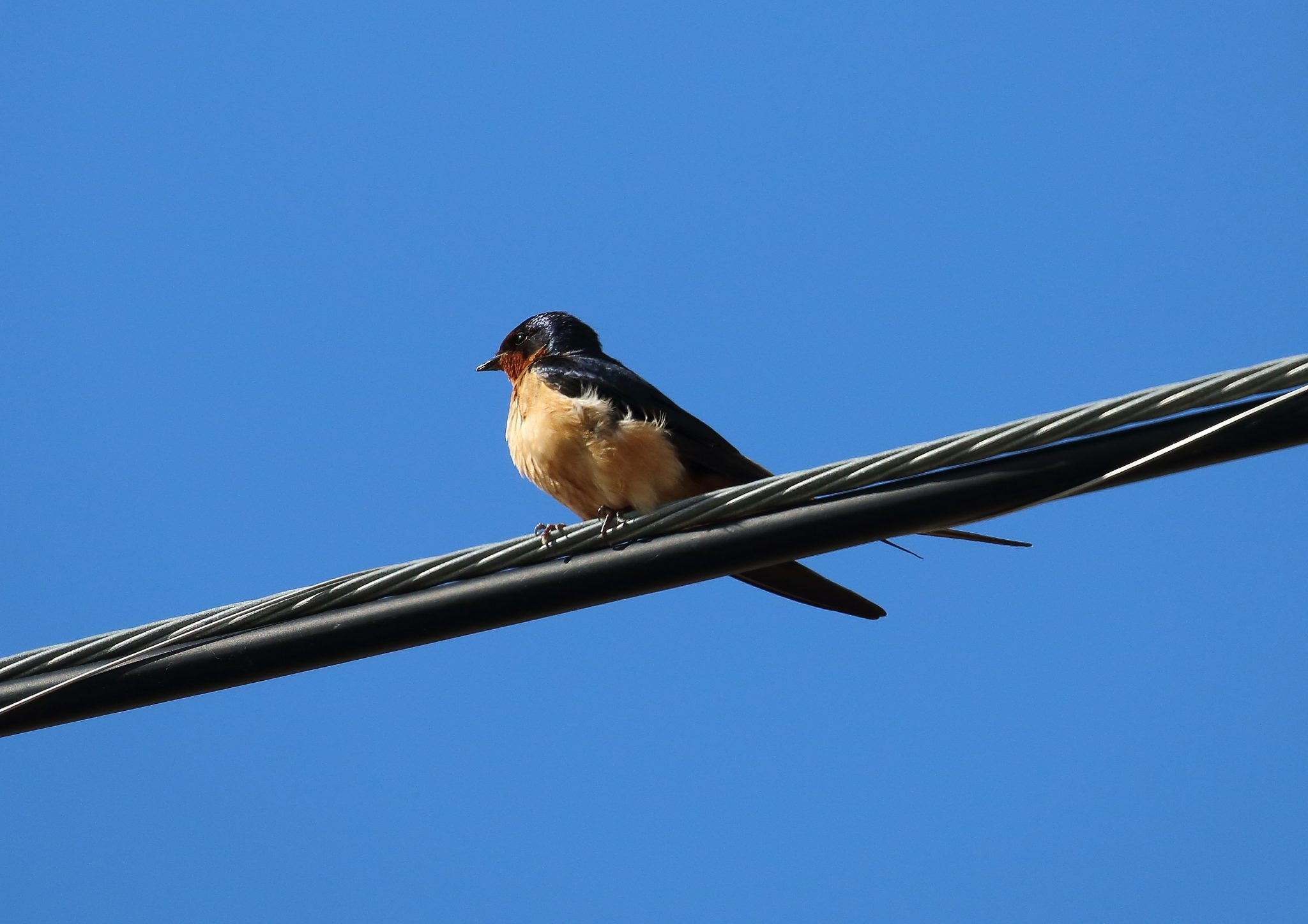 Columbia Valley swallow project, Wildsight update, Swallow conservation, Avian research, 2050x1450 HD Desktop