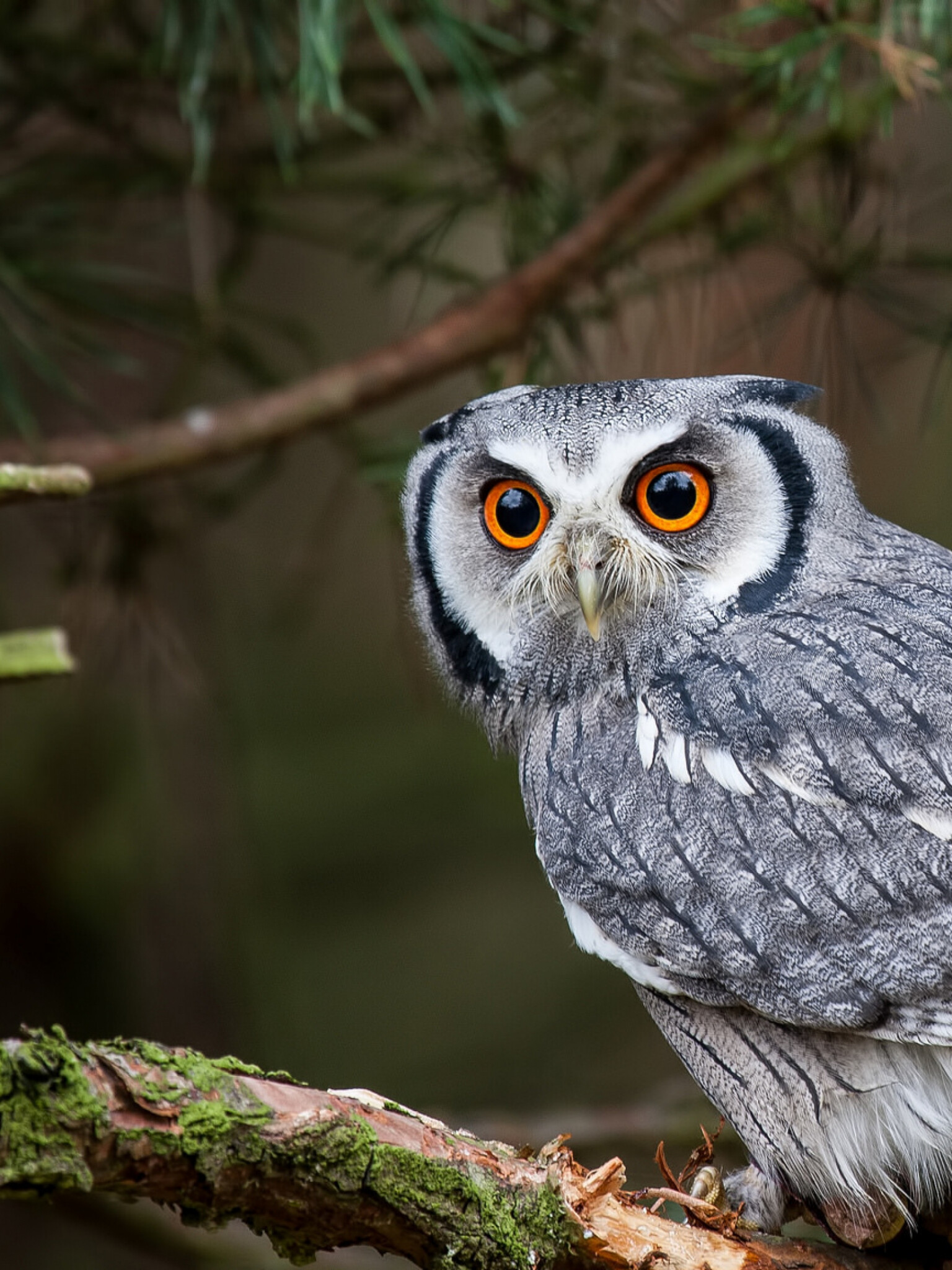 White faced shovel owl, Predatory gaze, 4k wallpaper, Captivating imagery, 1540x2050 HD Phone