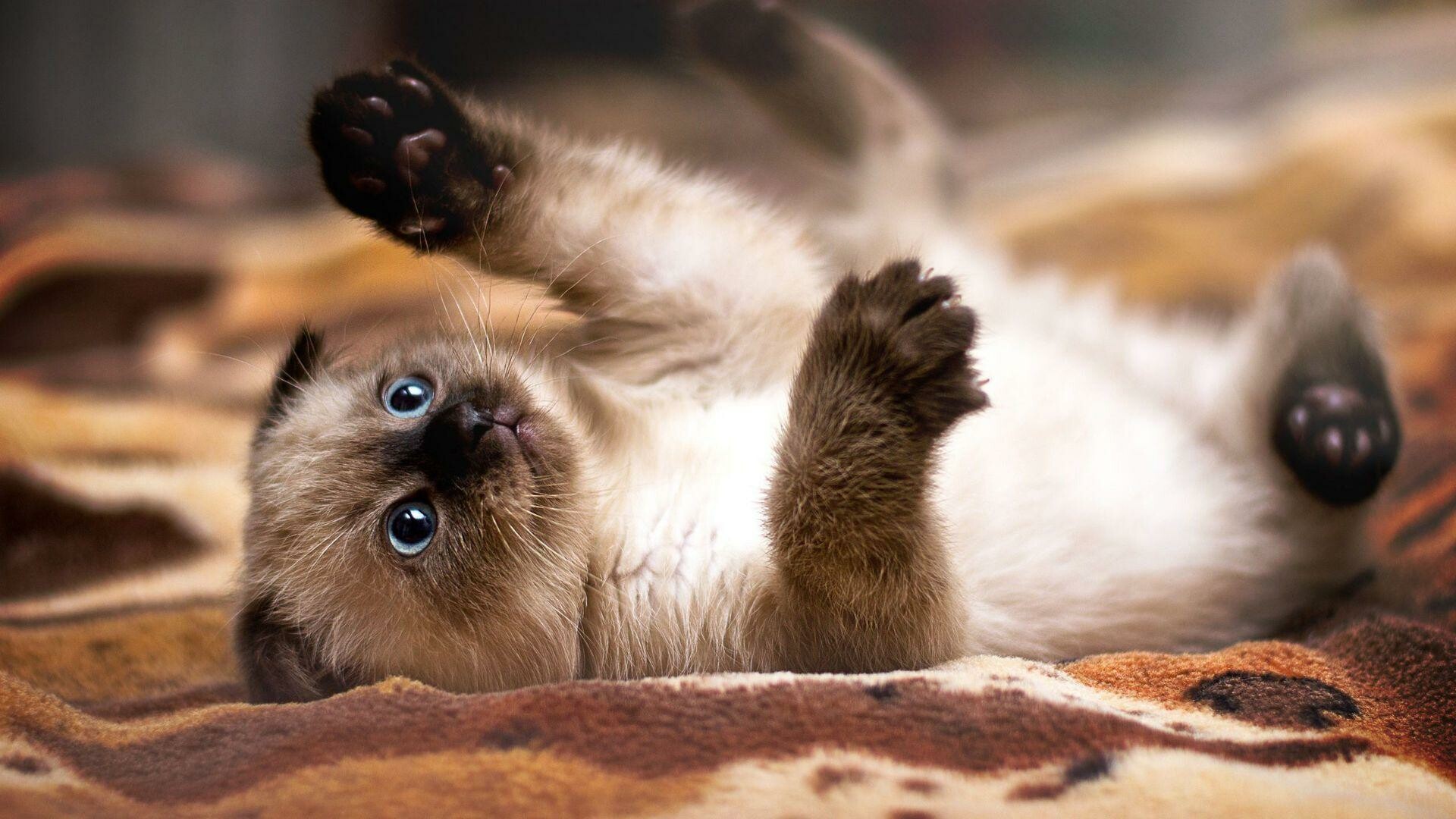 Siamese, Cats Wallpaper, 1920x1080 Full HD Desktop