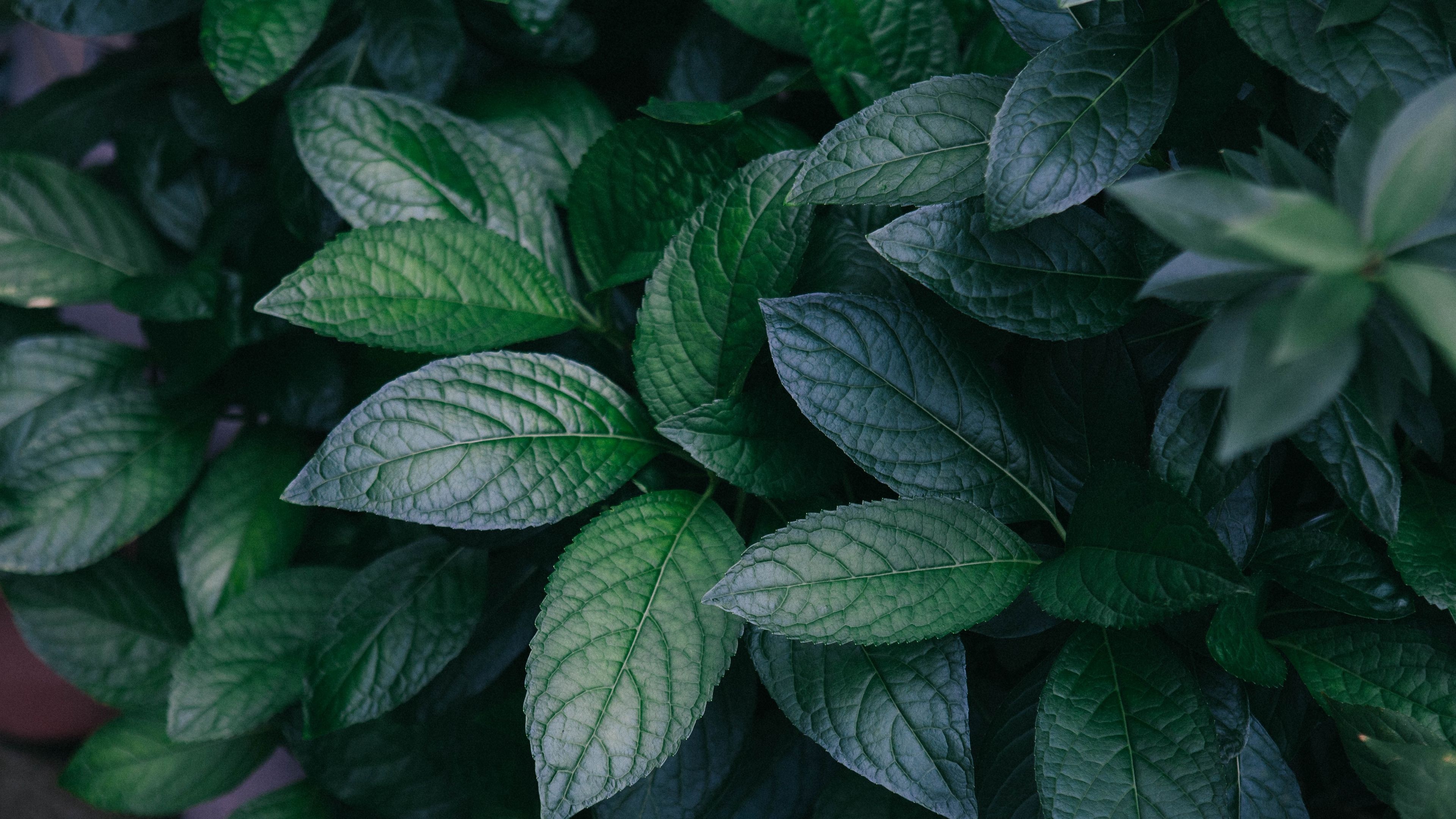 Strobilanthes crispa, Green Leaf Wallpaper, 3840x2160 4K Desktop