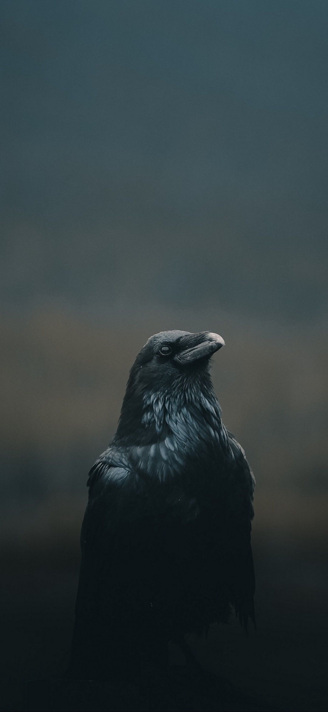 Raven wallpapers, Dark beauty, Mysterious creature, Supernatural, 1080x2340 HD Phone