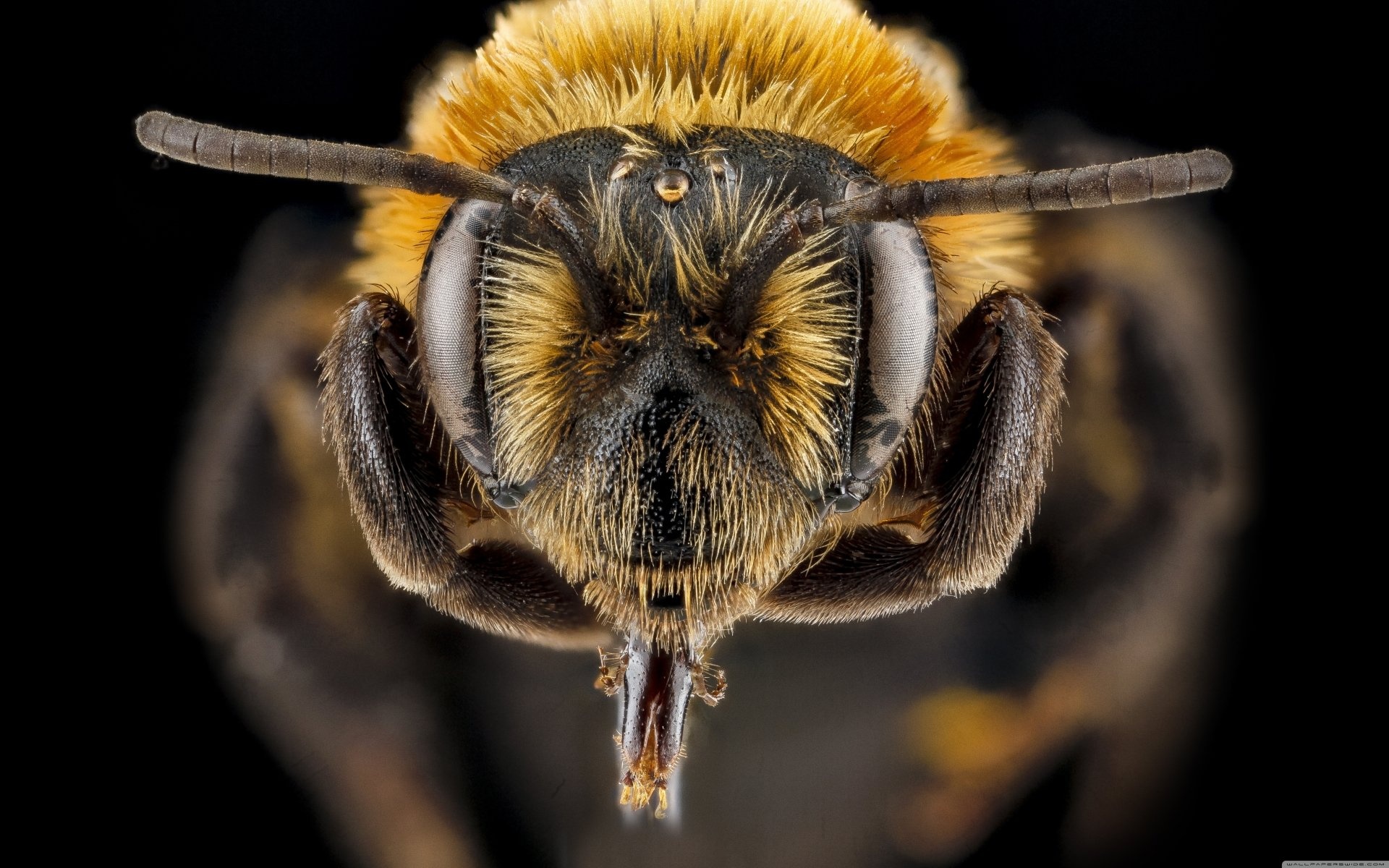 Andrena lupinorum, Bees Wallpaper, 1920x1200 HD Desktop