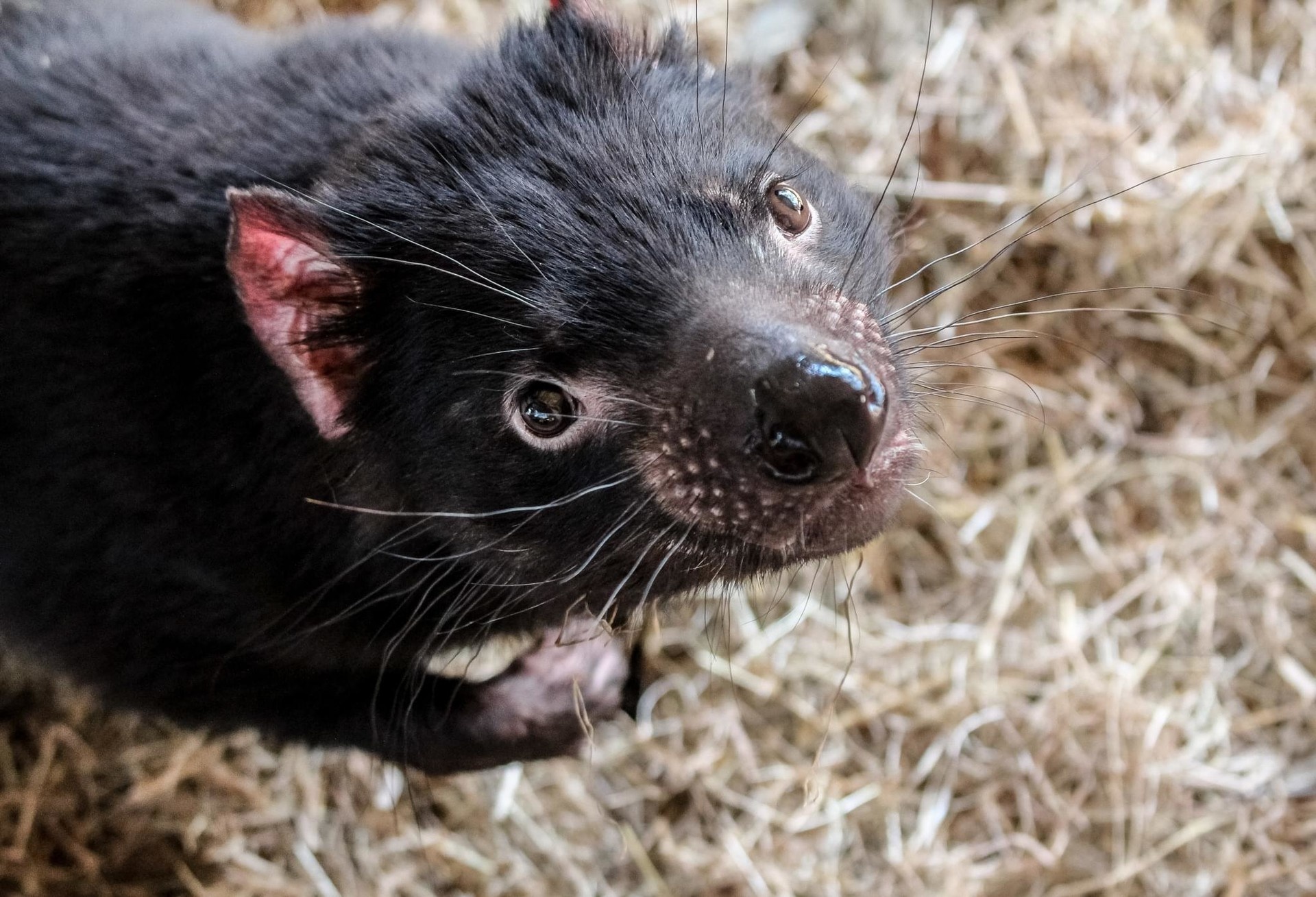 Artistic Tasmanian Devil photos, Tasmanian Devil photography, Digital art, ArtStation collection, 1920x1310 HD Desktop