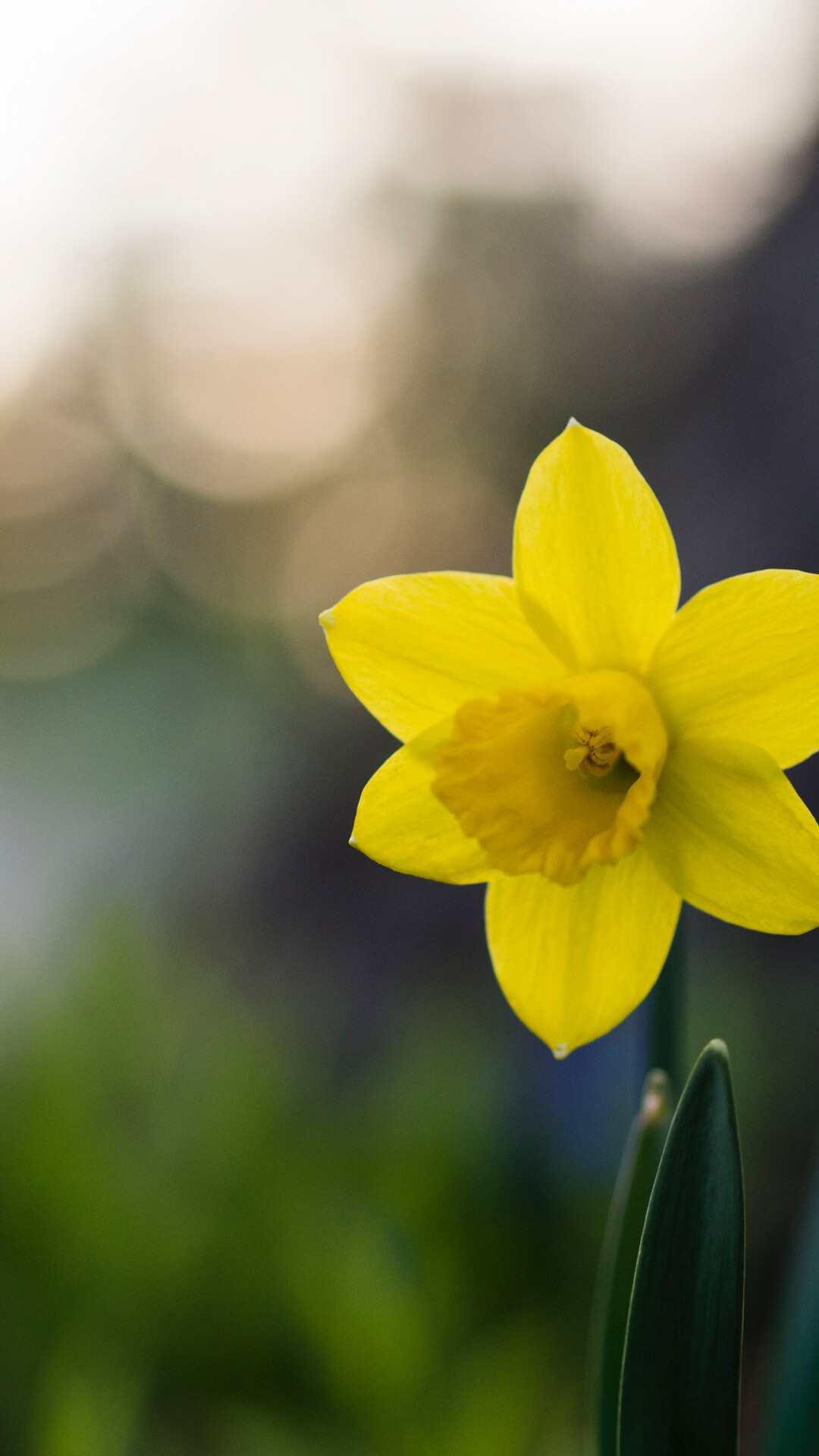 Daffodil macro, iPhone wallpaper, iDrop News, 1080x1920 Full HD Phone