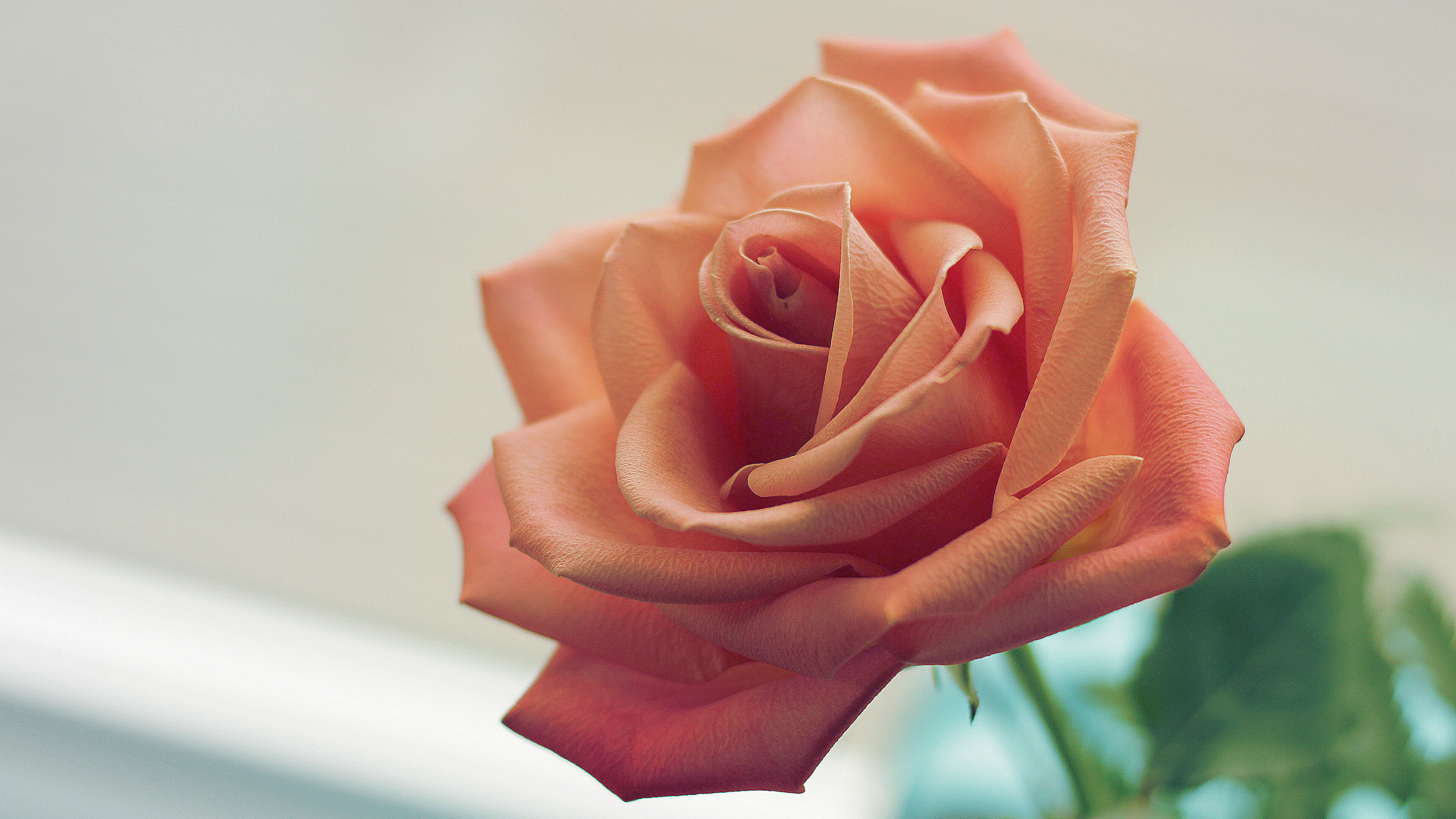 4K rose, Ultra high definition, Stunning clarity, Visual delight, 3840x2160 4K Desktop