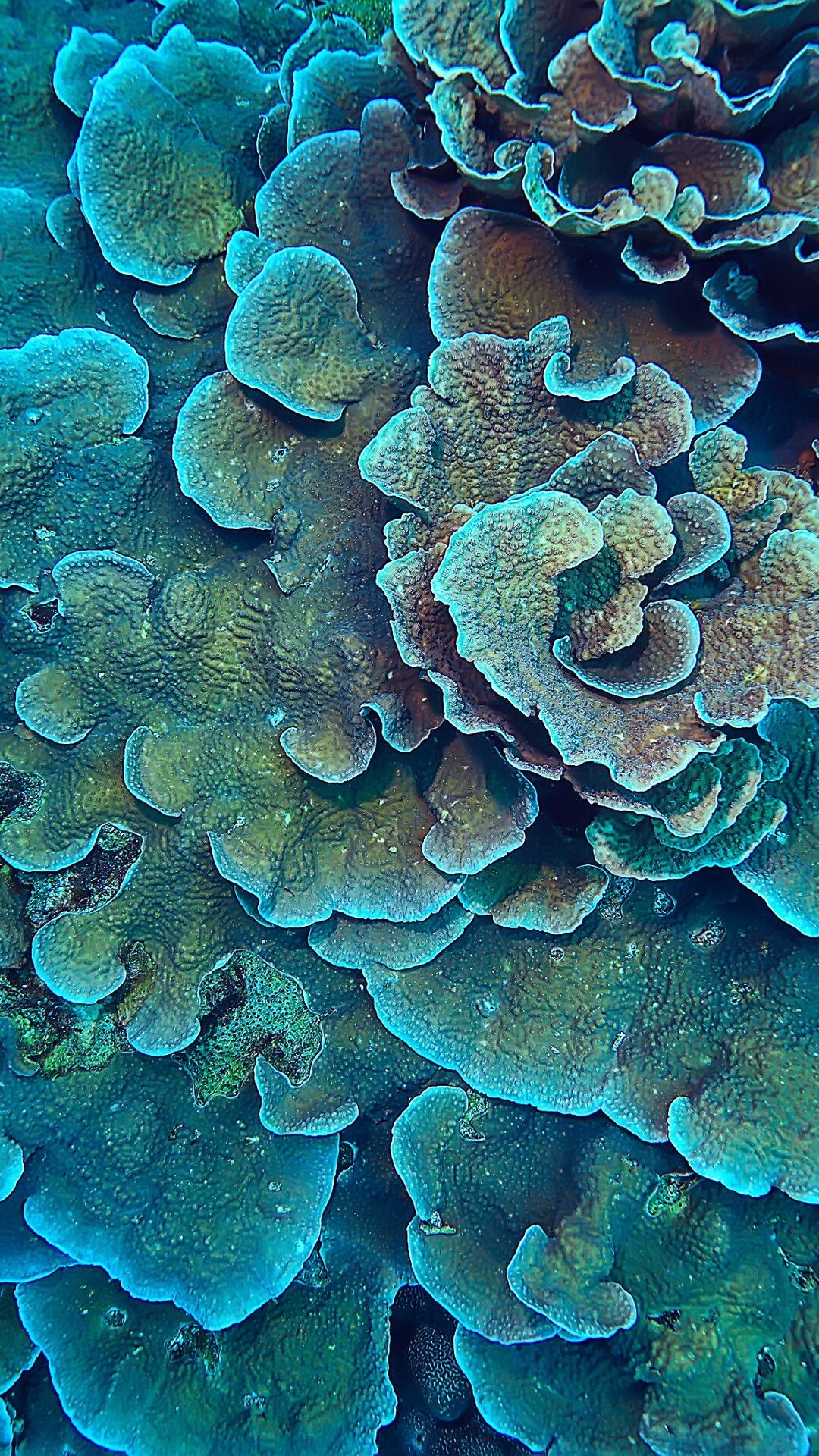 Colorful coral, Stunning wallpapers, Underwater wonderland, Marine life's beauty, 1080x1920 Full HD Phone